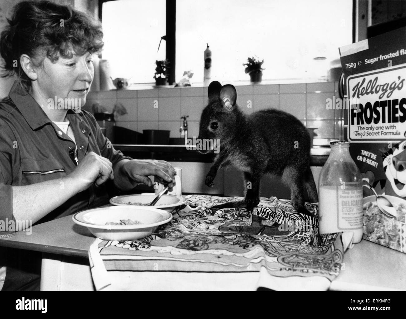 West Midland Safari- und Freizeitpark befindet sich in Bewdley, Worcestershire, England. Wally, 6 Monate alt Wallaby mit Assistent Chefin Angela Potter, 29. Dezember 1988. Stockfoto
