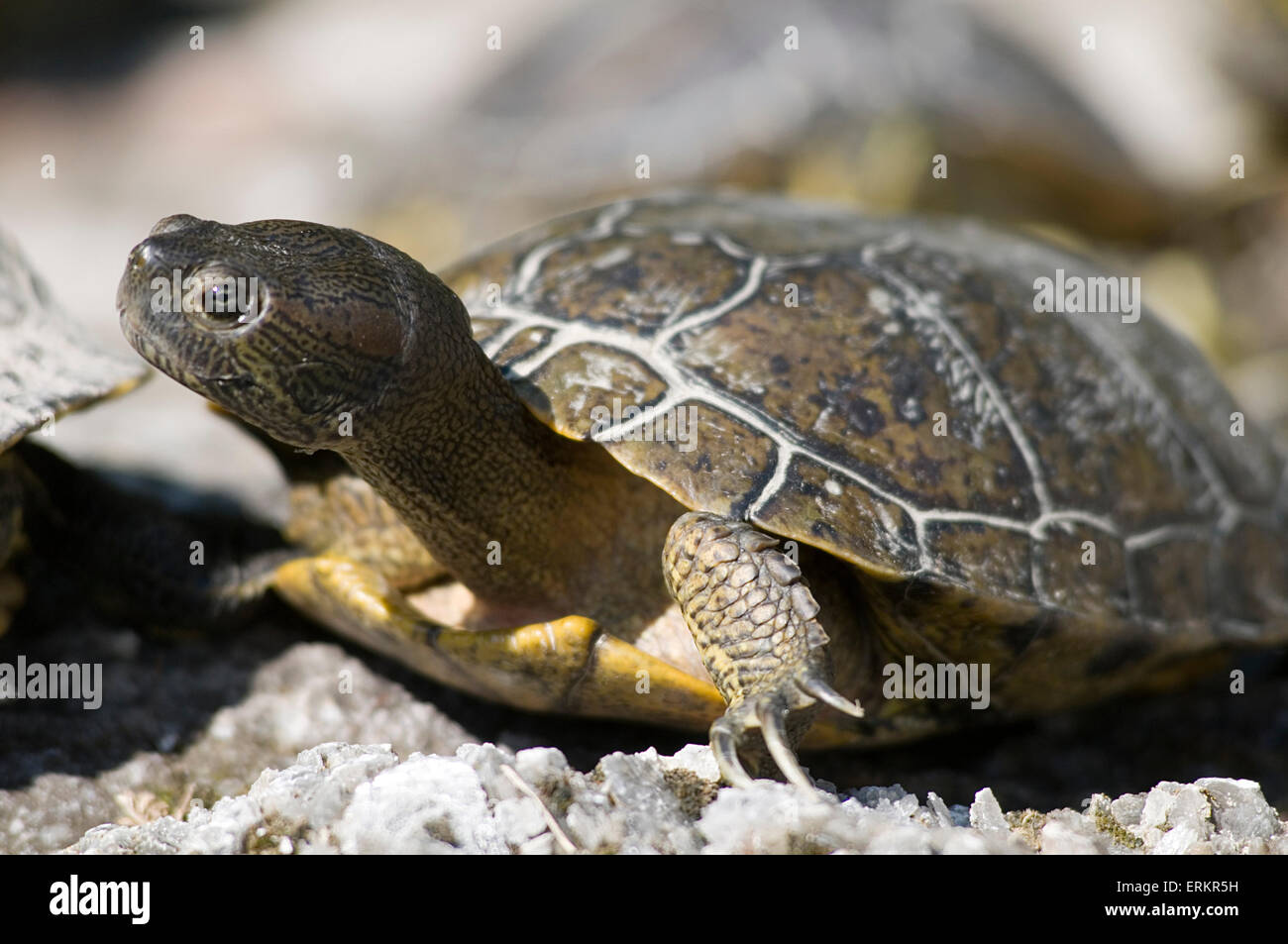 rote eared Terrapin Sumpfschildkröten Aalen Erwärmung blooded oben in der Sonne kalt Emydidae Sonnenbaden invasive Arten im Teich wild escap Stockfoto