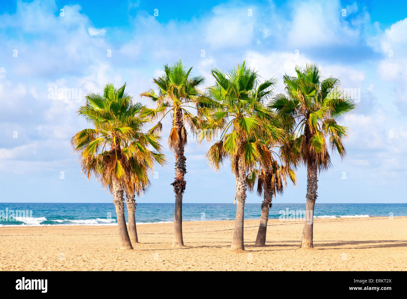 Palmen wachsen auf leeren Sandstrand in Spanien Stockfoto