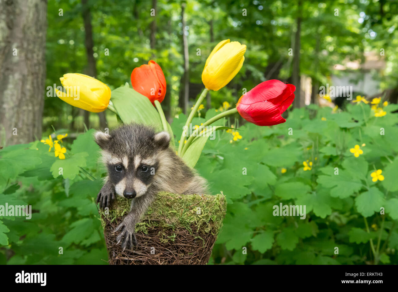 Baby Waschbär in einen Blumentopf Stockfoto