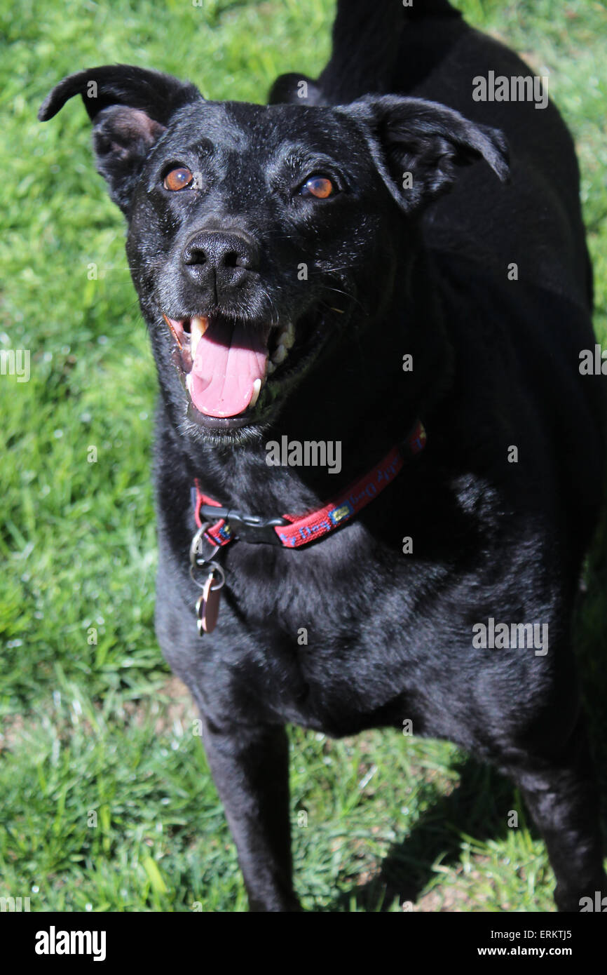 Happy Dog Stockfoto