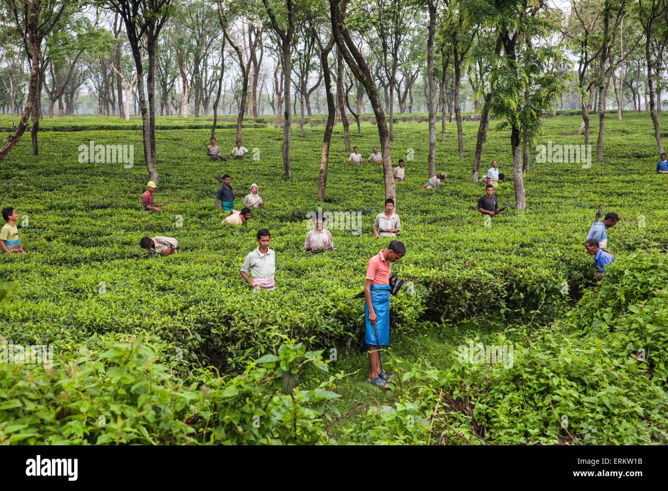 Männer, die in die riesige Teeplantagen von Bagdogra in Darjeeling Bezirk, Darjeeling, Indien Stockfoto