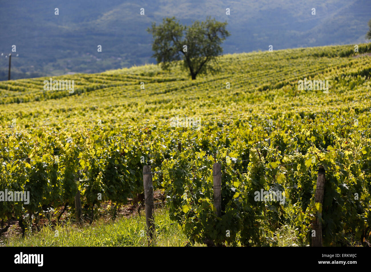 Chignin Weinberg in Savoie, Frankreich, Europa Stockfoto