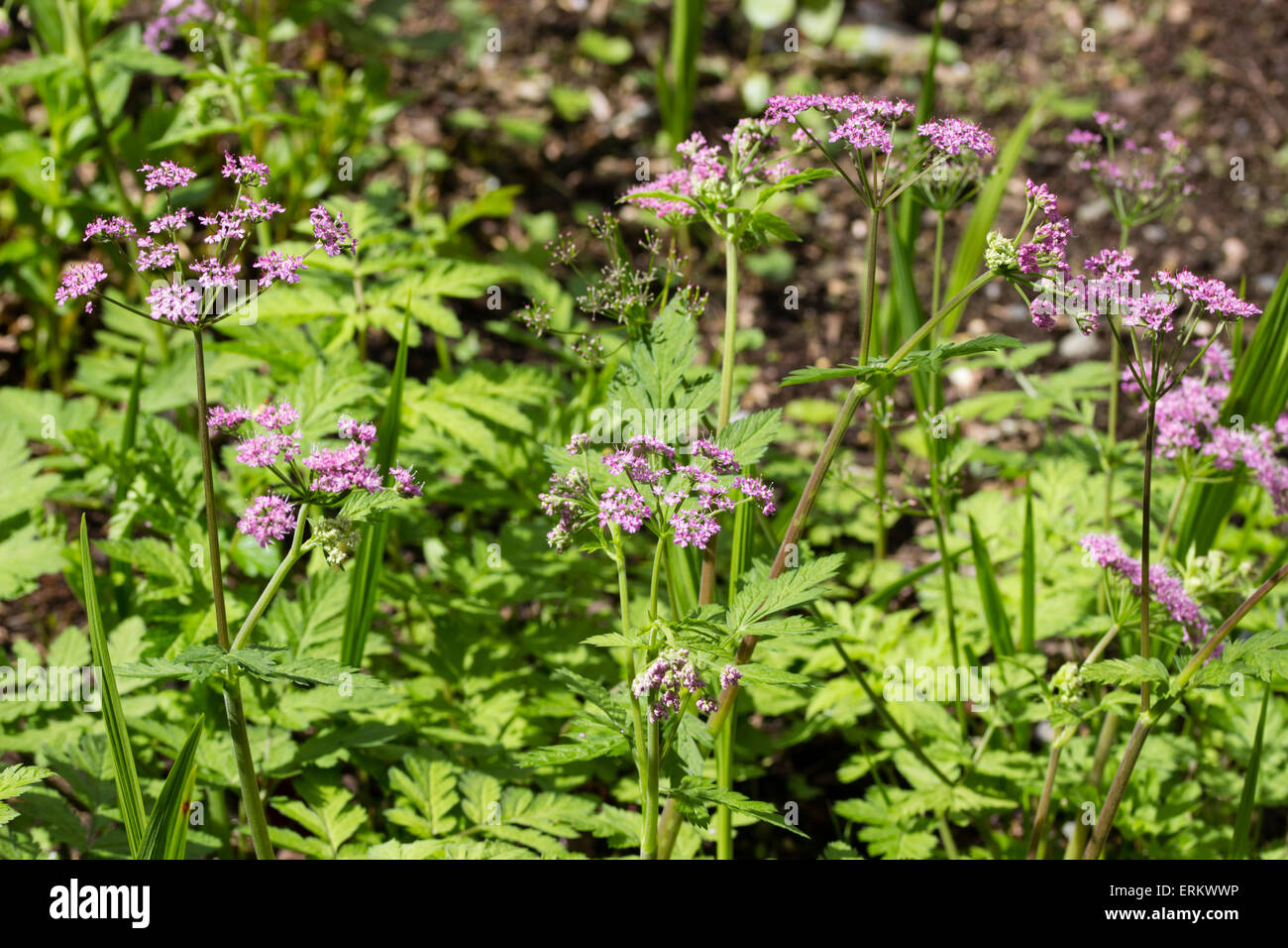 Zart rosa Blüten im Kopf der Doldengewächse, Chaerophyllum Hirsutum 'Roseum' Stockfoto