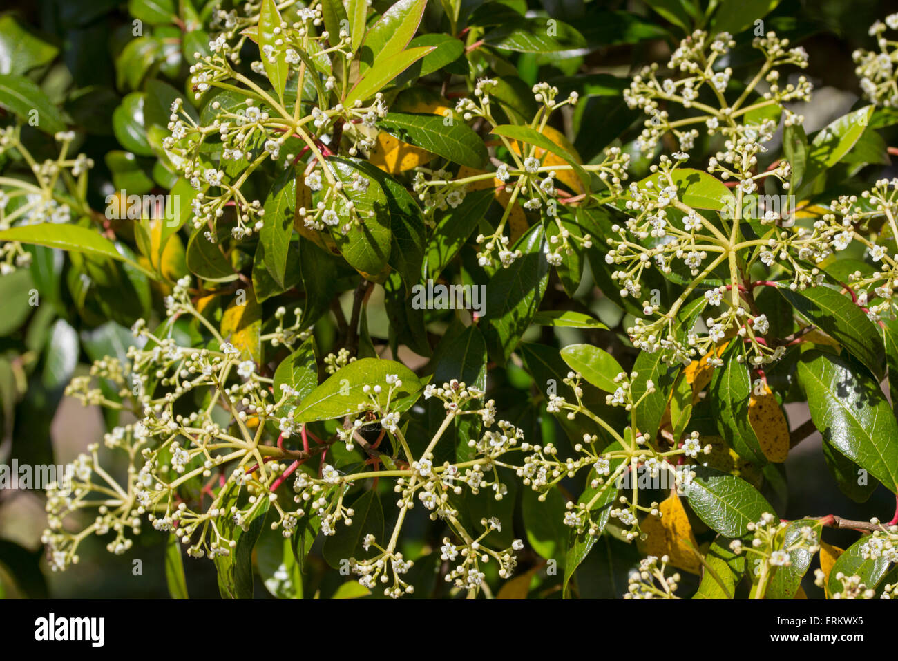 Duftender Frühlingsblumen von Service-Schneeball, Viburnum utile Stockfoto
