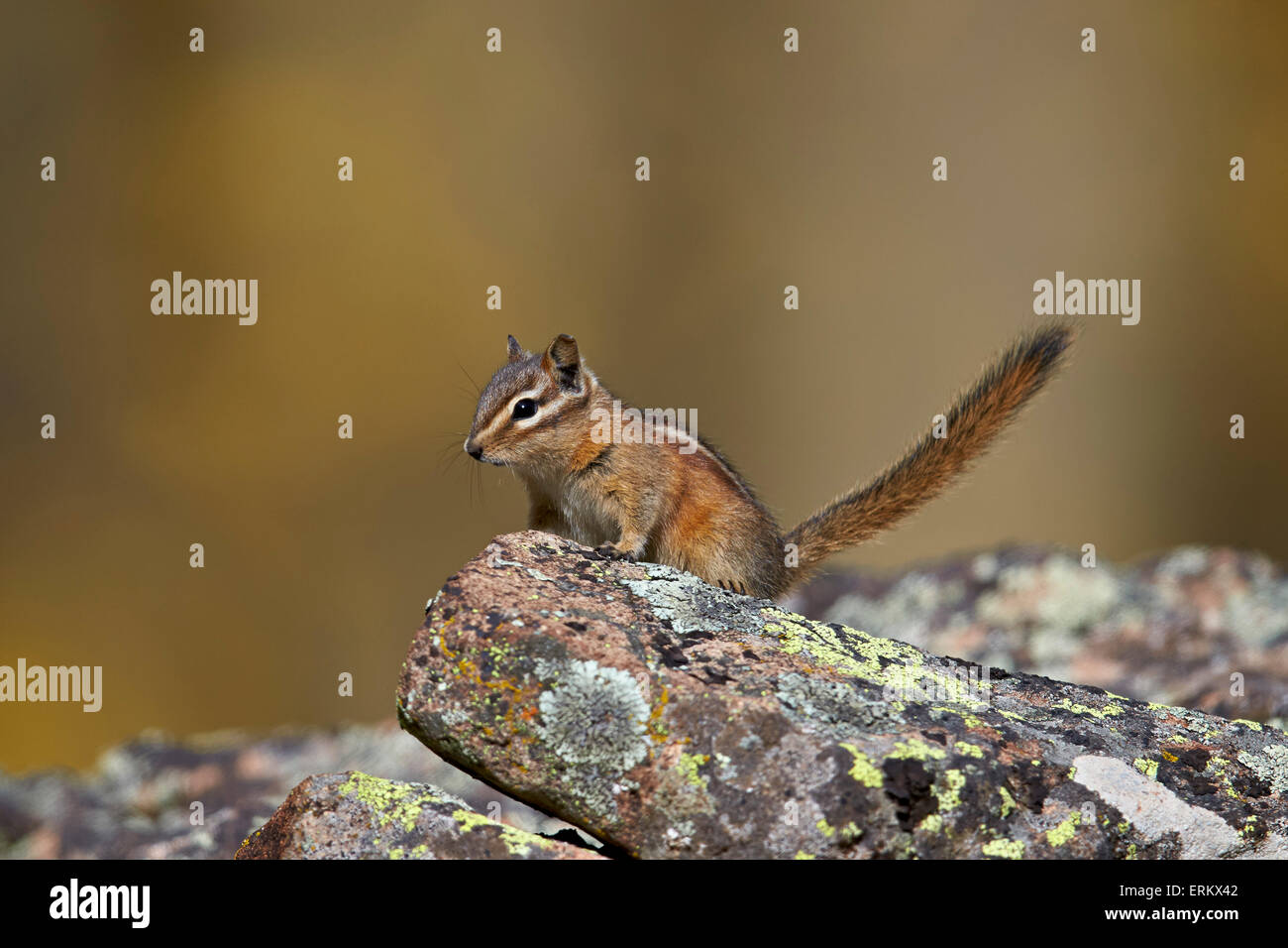 Uinta-Streifenhörnchen (Tamias Umbrinus), Uncompahgre National Forest, Colorado, Vereinigte Staaten von Amerika, Nordamerika Stockfoto