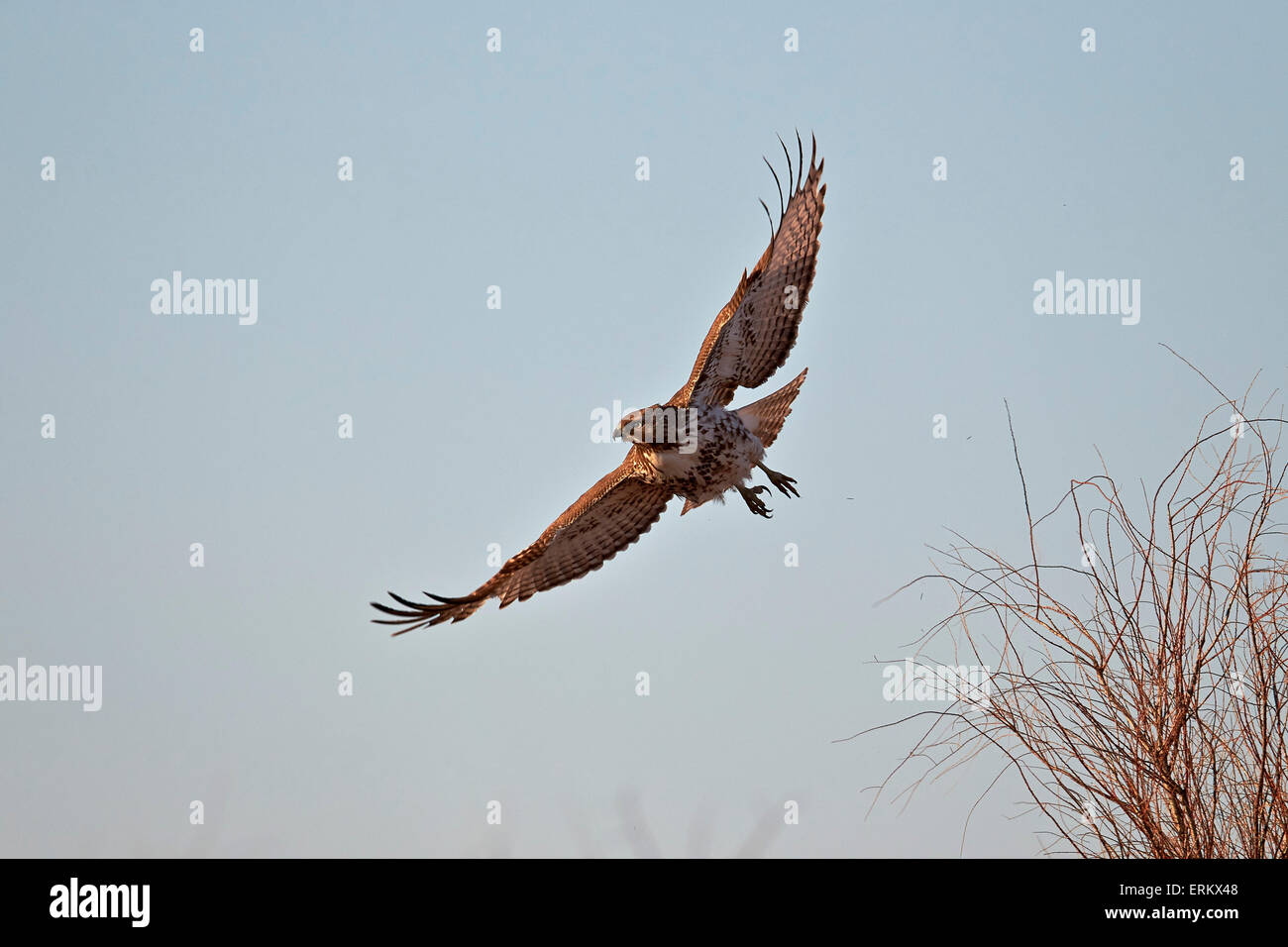 Juvenile rot - angebundener Falke (Buteo Jamaicensis) im Flug, Bosque del Apache National Wildlife Refuge, New Mexico, USA Stockfoto