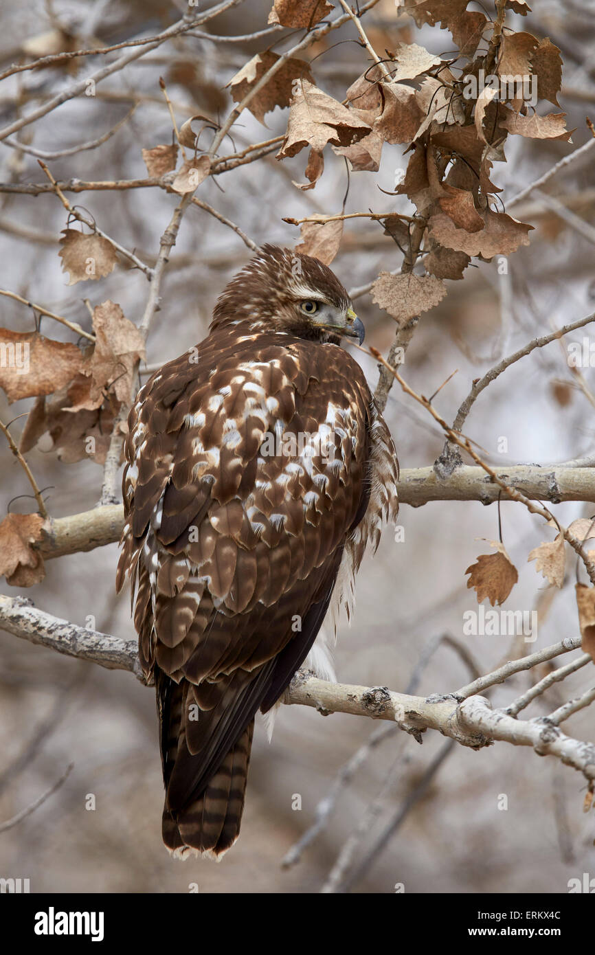 Rot - angebundener Falke (Buteo Jamaicensis), juvenile, Bosque del Apache National Wildlife Refuge, New Mexico, Deutschland Stockfoto
