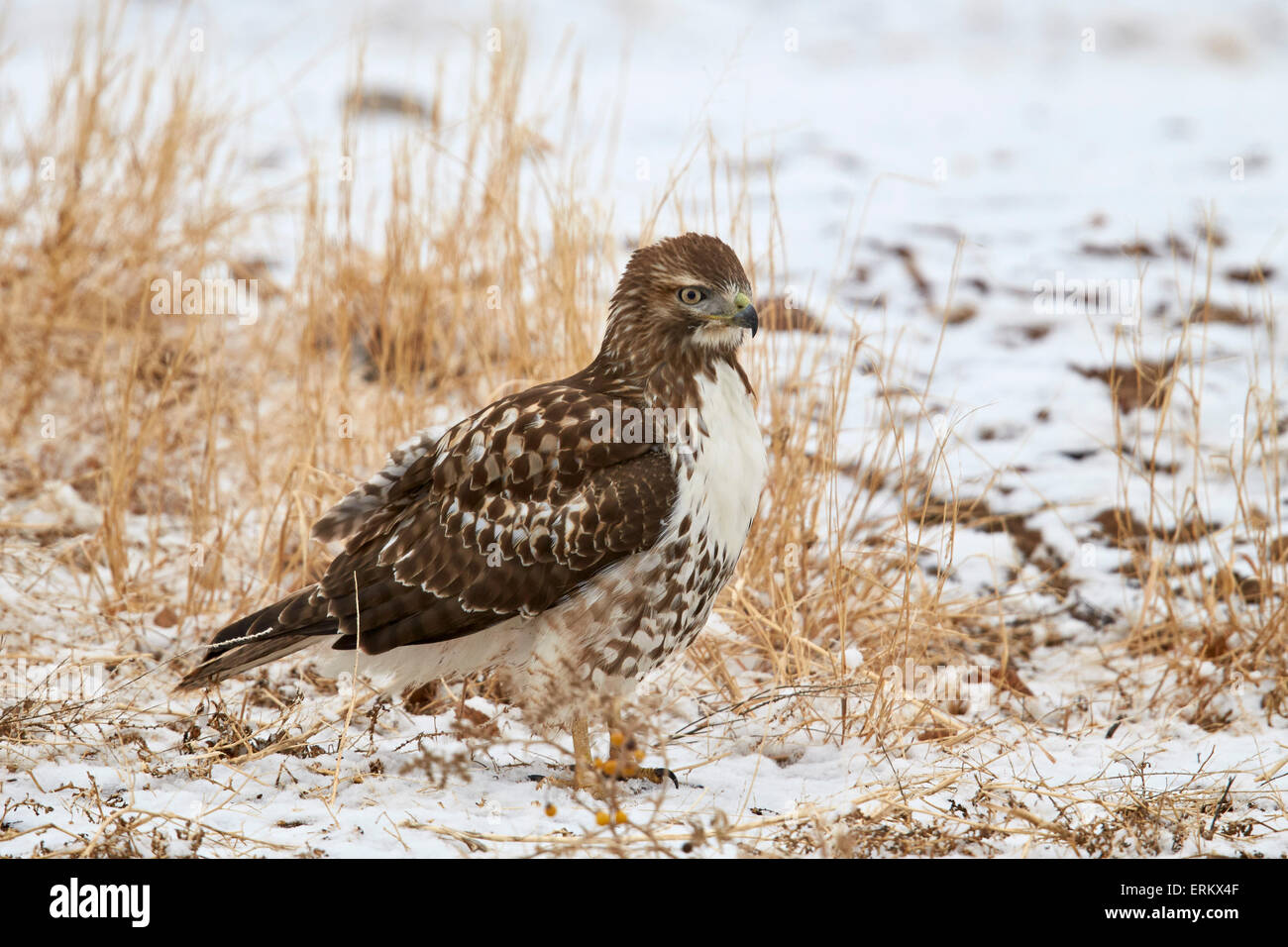 Rot - angebundener Falke (Buteo Jamaicensis), juvenile, Bosque del Apache National Wildlife Refuge, New Mexico, Deutschland Stockfoto