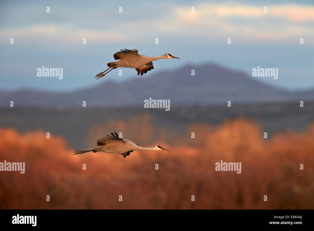Zwei Sandhill Kran (Grus Canadensis) im Flug, Bosque del Apache National Wildlife Refuge, New Mexico, Deutschland Stockfoto
