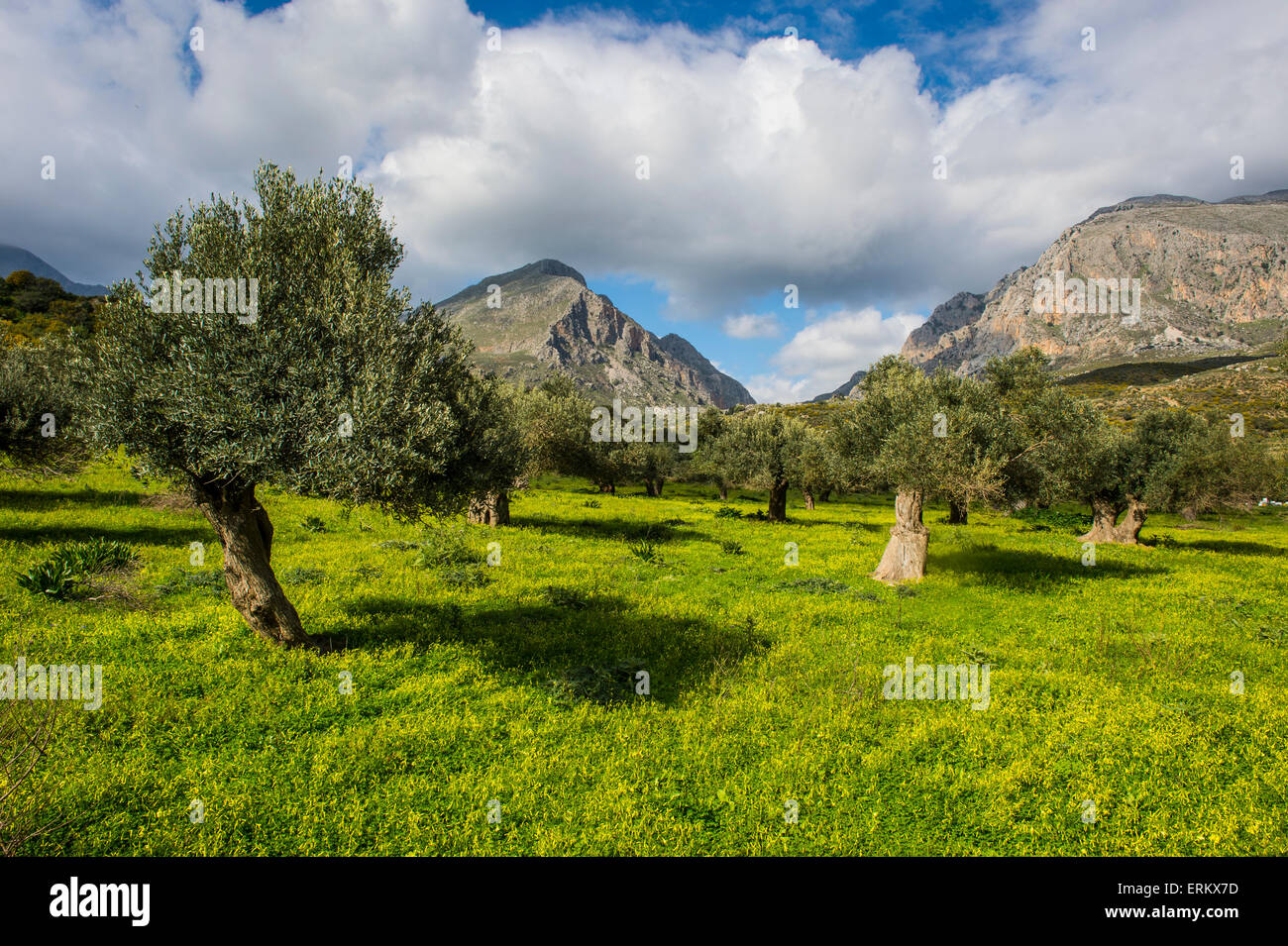 Blühende Feld mit Olivenbäumen, Kreta, griechische Inseln, Griechenland, Europa Stockfoto