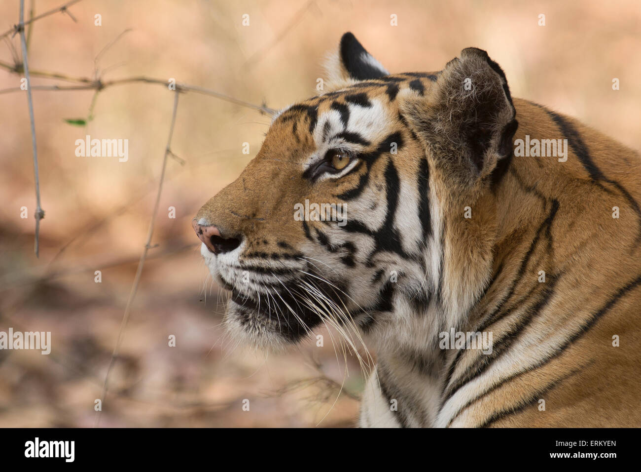 Porträt der Rajbehra Frau ruht Fahrzeug die Strecke durch einen in Bandhavgarh National Park, Indien. Stockfoto