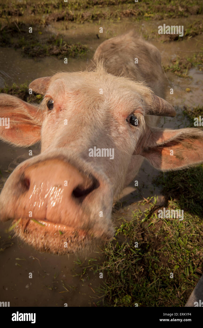 Ox in einem Feld im Museum von Reis in Langkawi, Malaysia Stockfoto