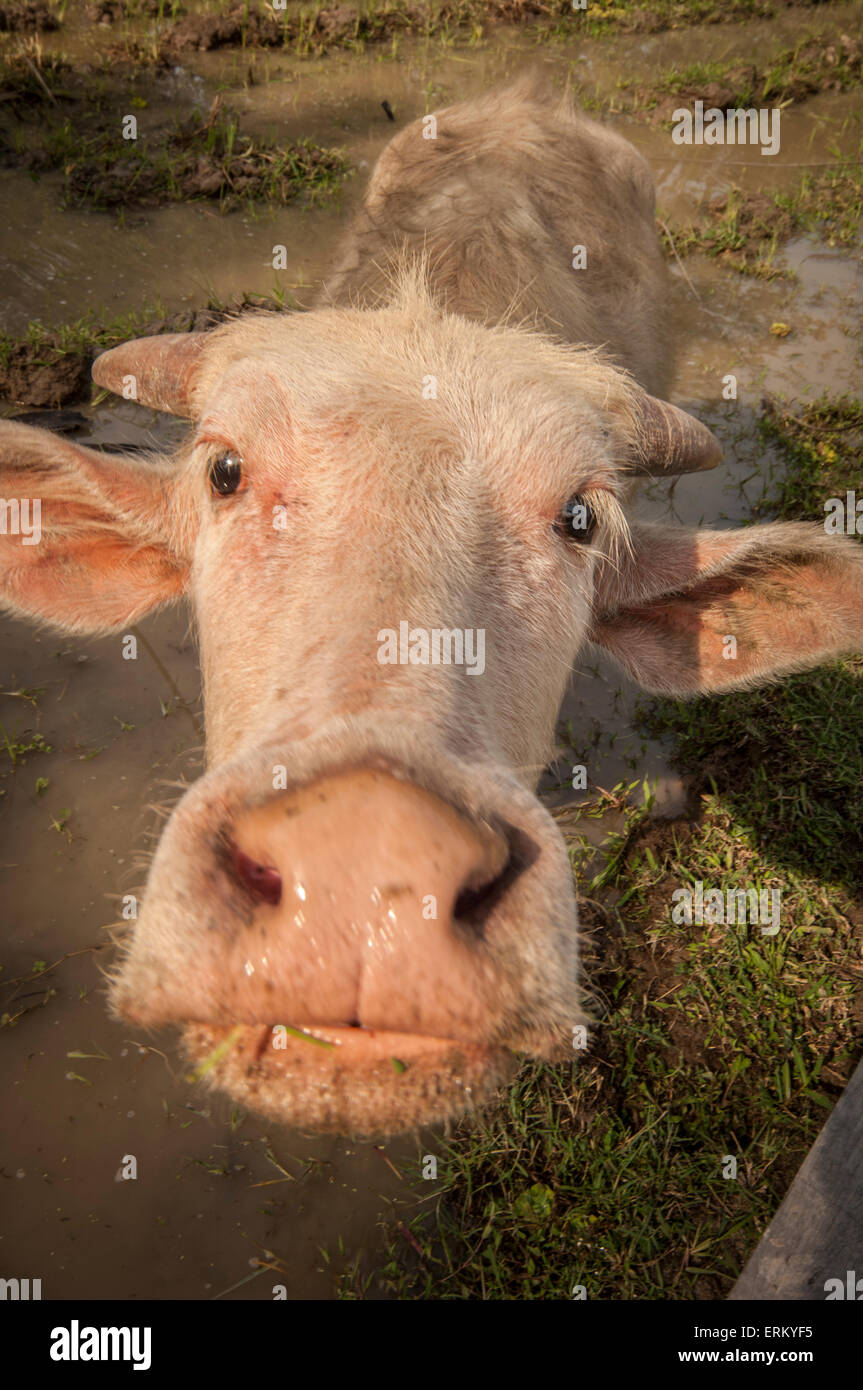 Ox in einem Feld im Museum von Reis in Langkawi, Malaysia Stockfoto