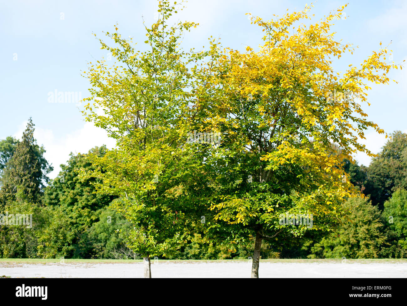 Schöne Herbst Farben Grün und gelb Stockfoto