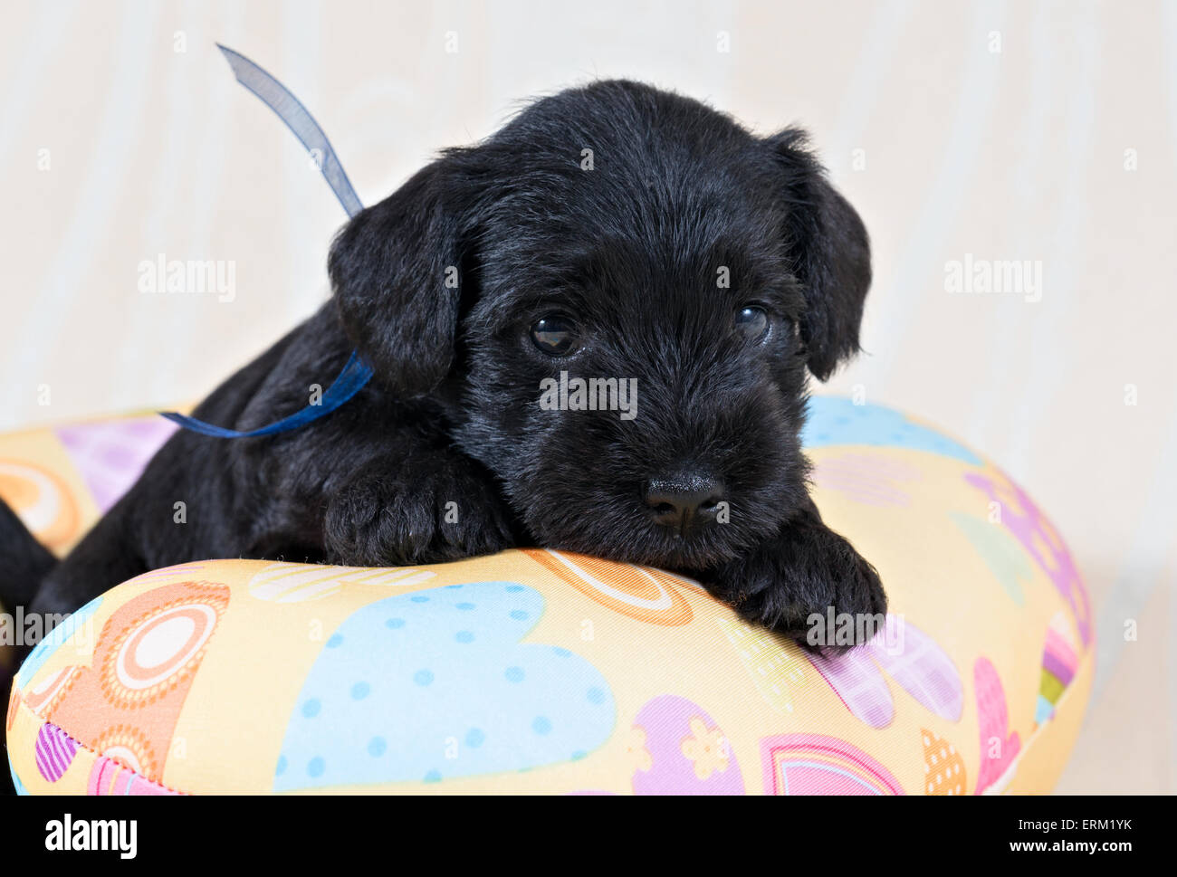 Zwergschnauzer Welpen Saint auf Kissen liegend Stockfoto