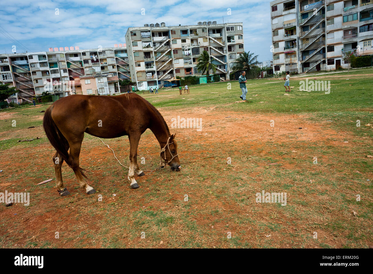 Ein Pferd frisst Grass auf der Freifläche zwischen den großen Wohnblocks in Alamar, einem Gemeindebau Vorort von Havanna, Kuba. Stockfoto
