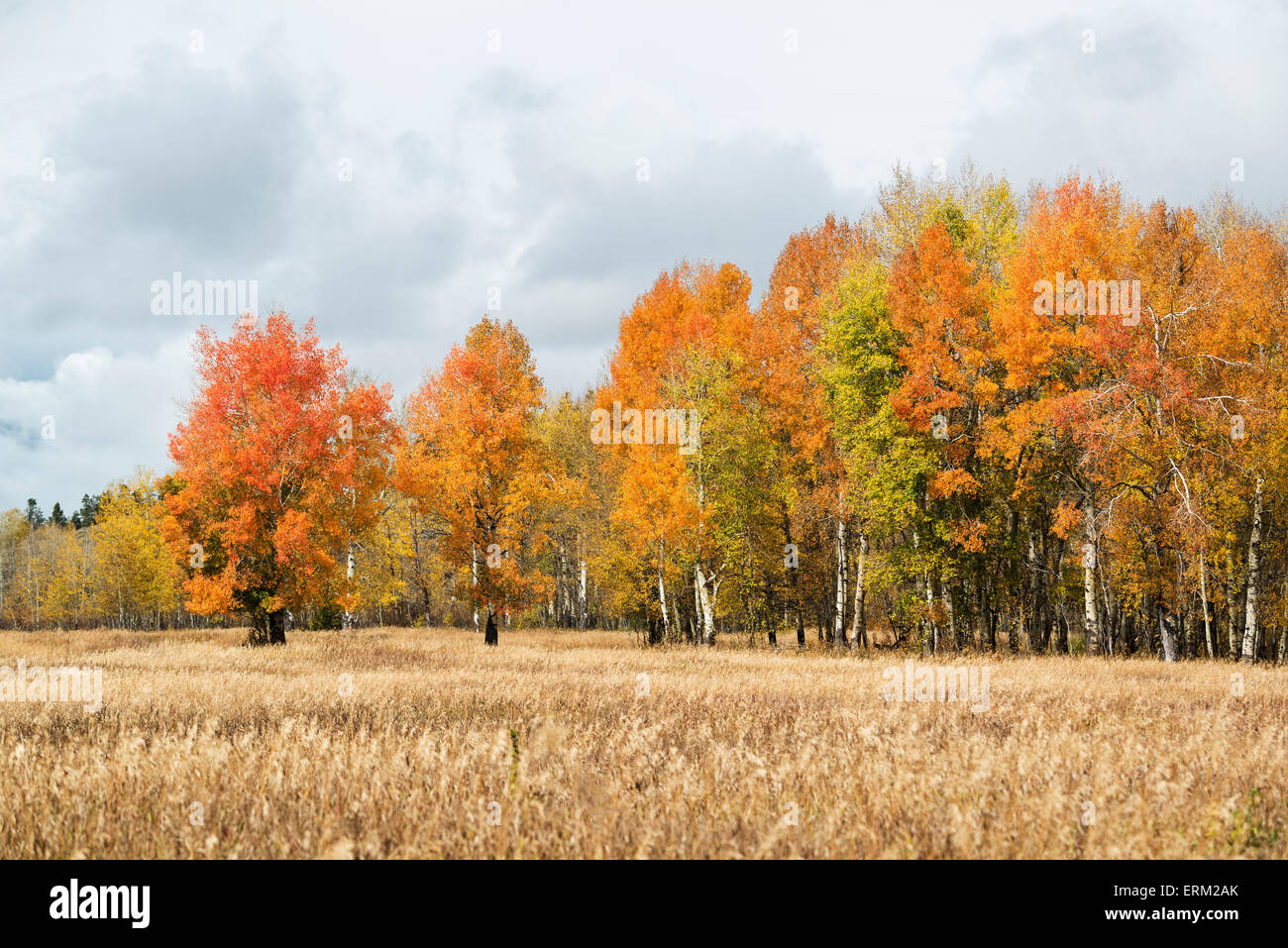 Herbstlaub auf Bäumen in einer offenen Landschaft Stockfoto