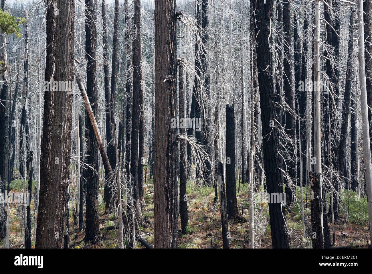 Verkohlte Baumstämme in den Willamette National Forest nach einem Brand. Stockfoto