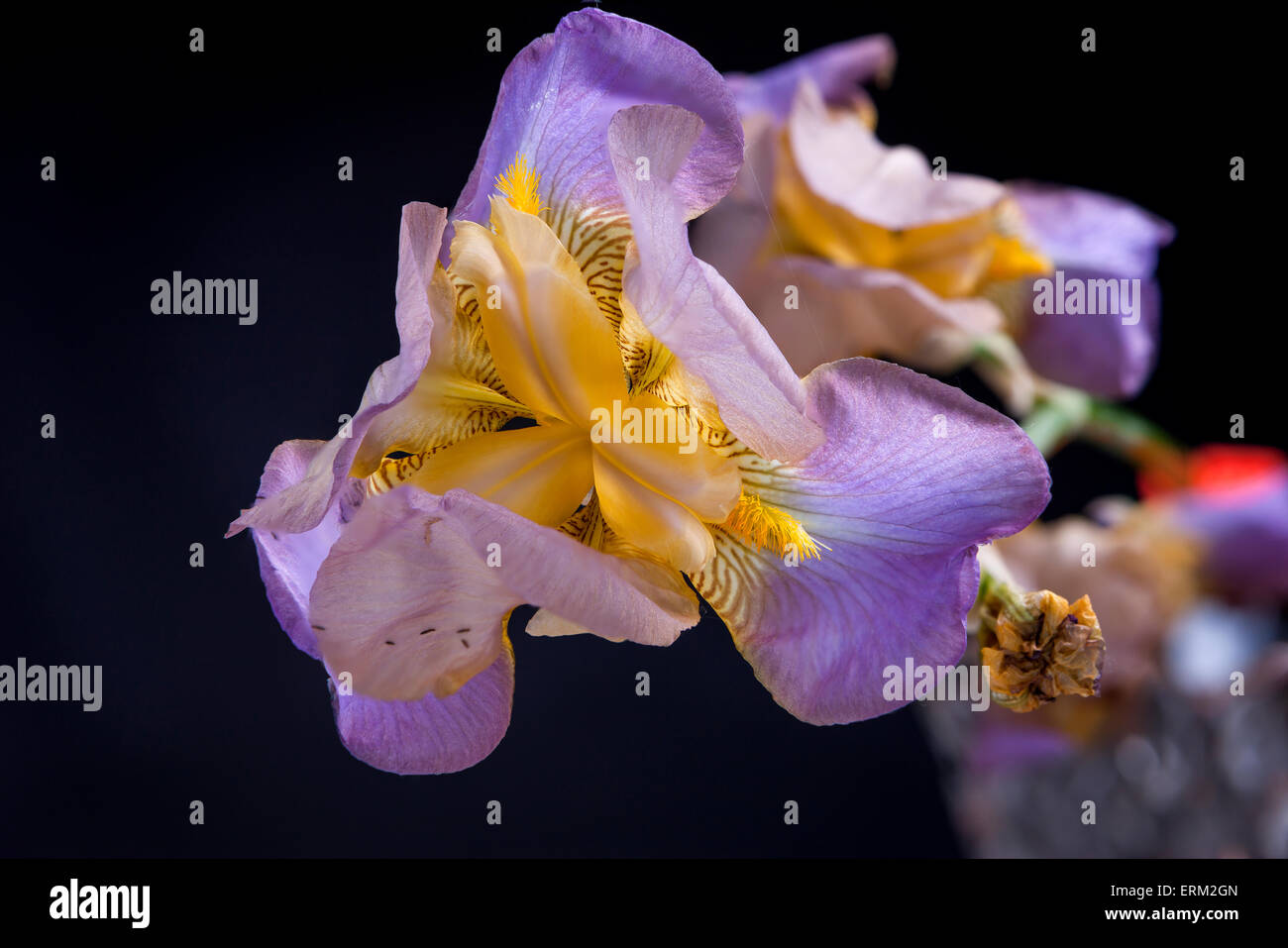 Makroaufnahme einer Iris Blume. Stockfoto