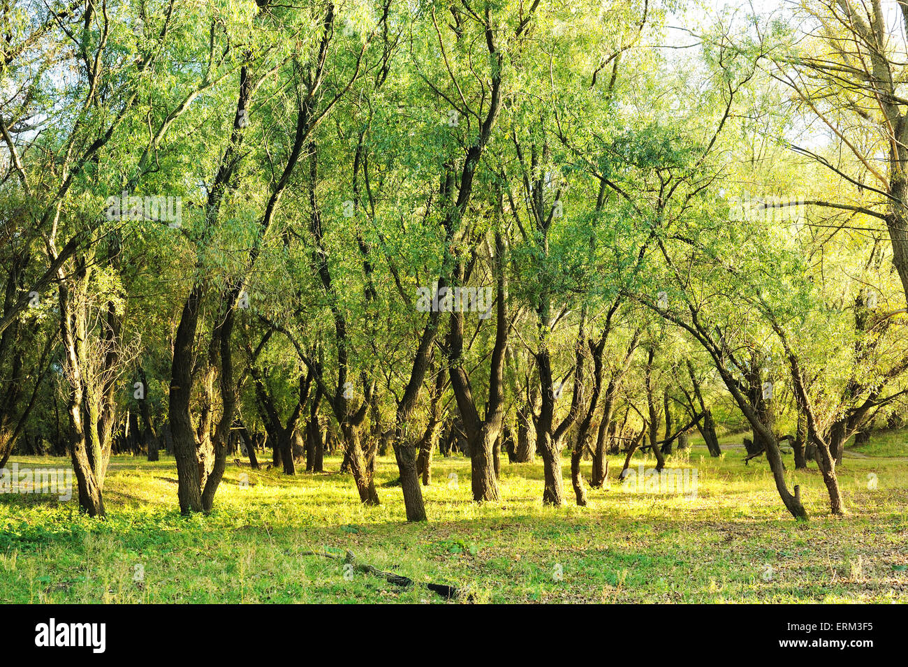 helles Sonnenlicht im Wald Stockfoto