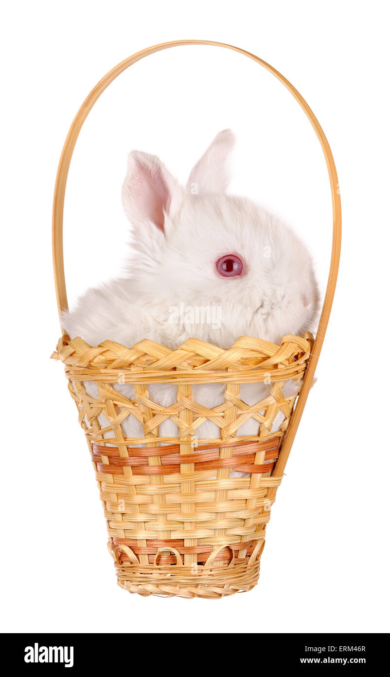 weiße Baby-Kaninchen in einem Korb, isoliert Stockfoto