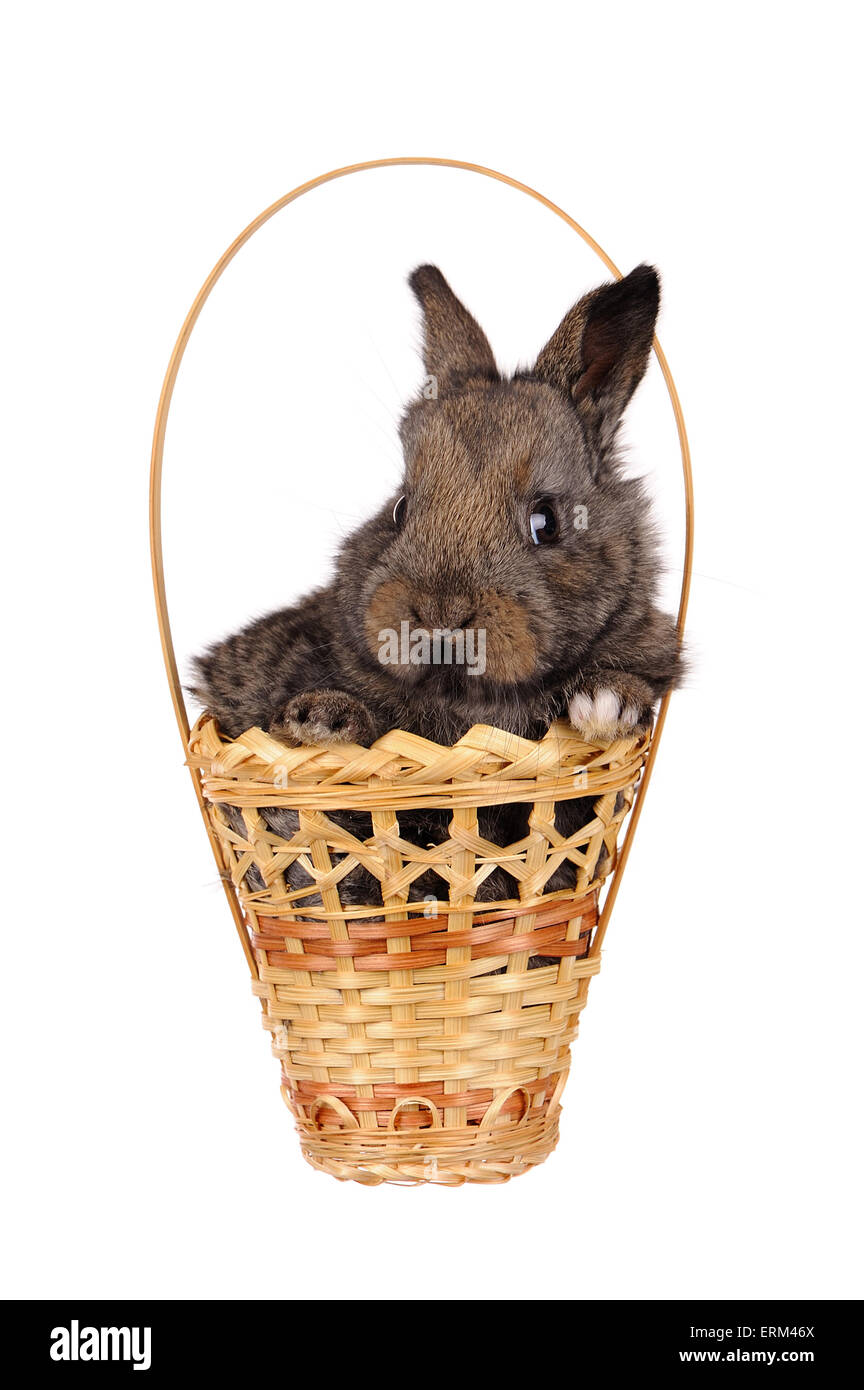 Baby Kaninchen in einem Korb isoliert grau Stockfoto