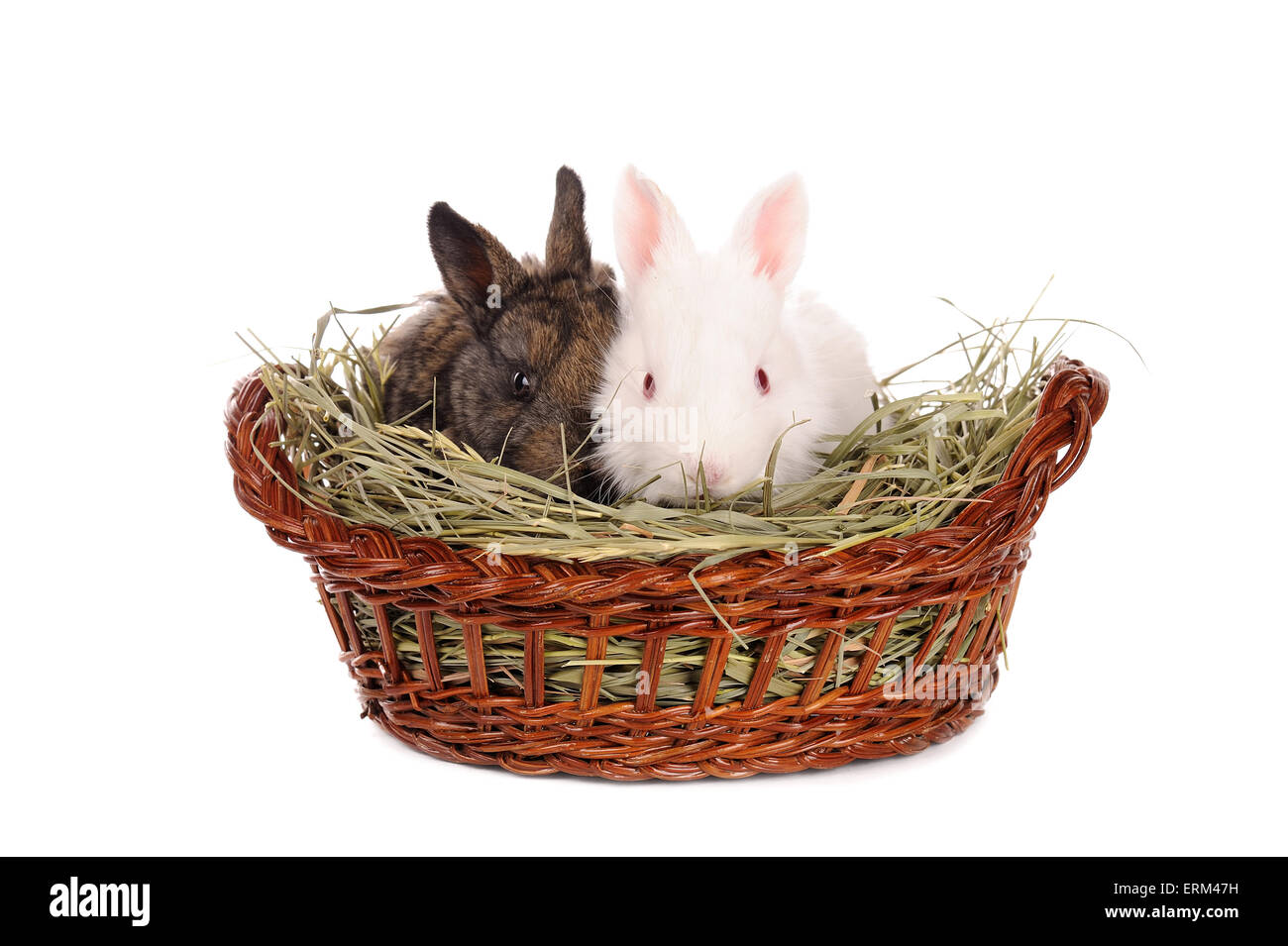 weiße und graue Baby Kaninchen in einem Korb, isoliert Stockfoto
