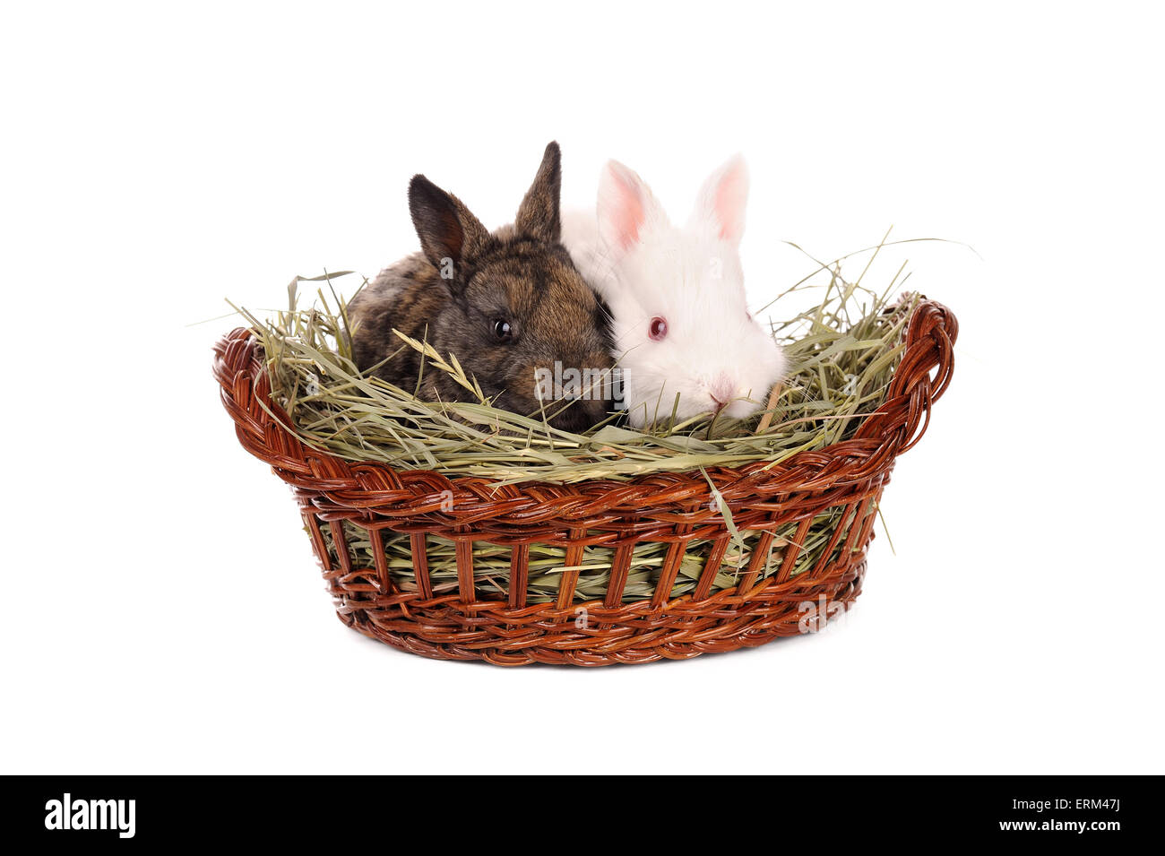 weiße und graue Baby Kaninchen in einem Korb, isoliert Stockfoto