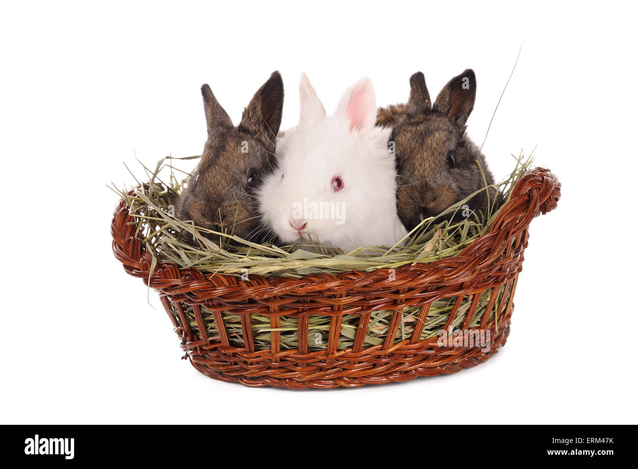 weiße und graue Baby Kaninchen in einem Korb, isoliert Stockfoto