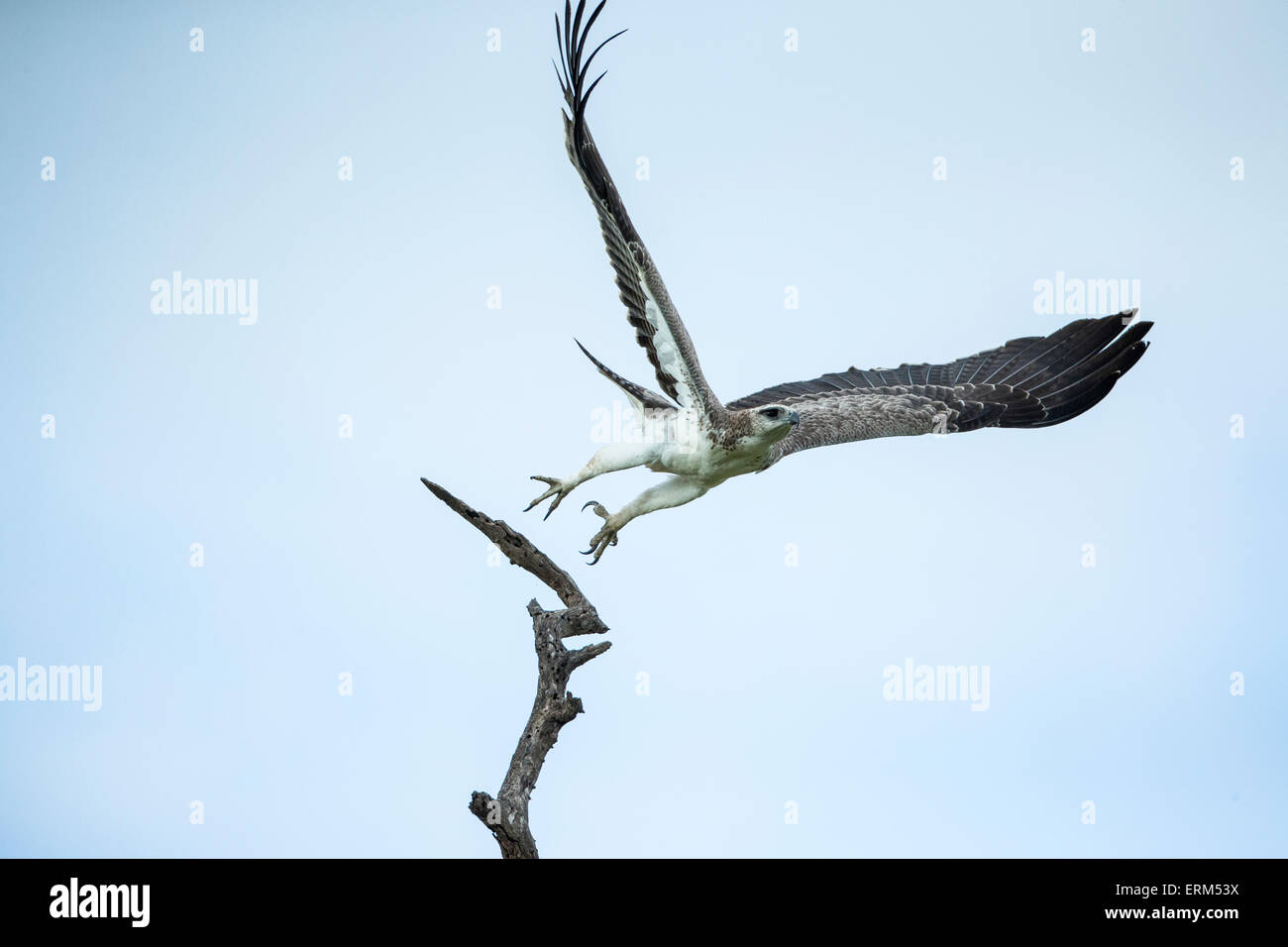 Afrika, Südafrika, Kruger National Park, unreifen Fischadler (Pandion Haliaetus) breitet Flügel beim Flug Stockfoto