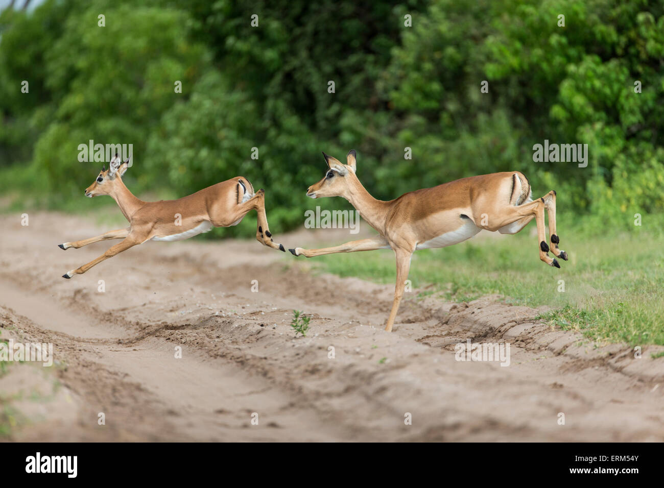 Afrika, Botswana, Chobe National Park, Impala (Aepyceros Melampus) springen über Safari zu verfolgen, in der Nähe von Chobe Fluss Okavango Delt Stockfoto