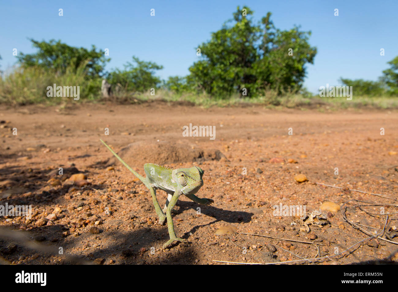 Provinz Mpumalanga, Südafrika-Krüger-Nationalpark, Klappe Necked Chamäleon (Chamaeleo Dilepis) zu Fuß über roten sand Stockfoto