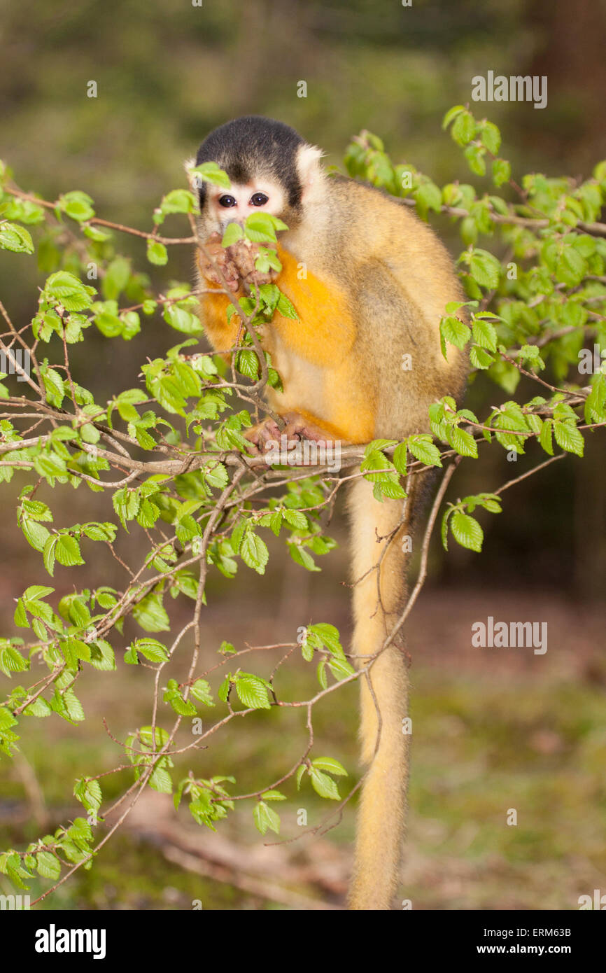 Bolivianischer (schwarz-kappiger) Eichhörnchen-Affe in der Baumfütterung und beim Blättern durchspähend (Saimiri boliviensis) Stockfoto