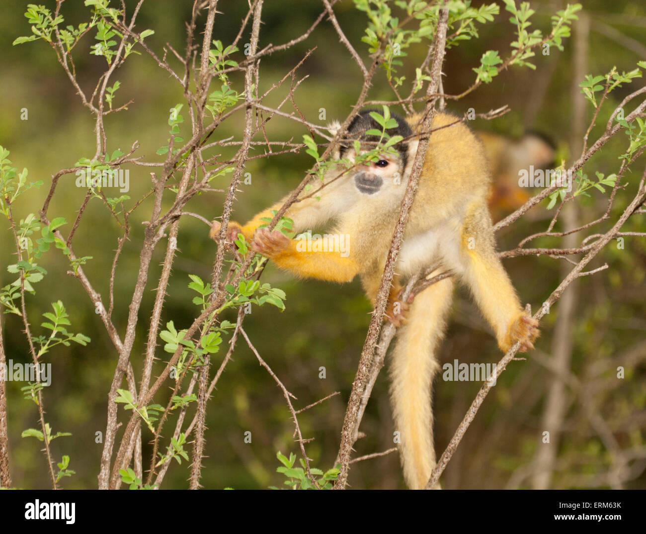 Bolivianischer (schwarz-kappiger) Eichhörnchen-Affe (Saimiri boliviensis), der im Baum klettert Stockfoto