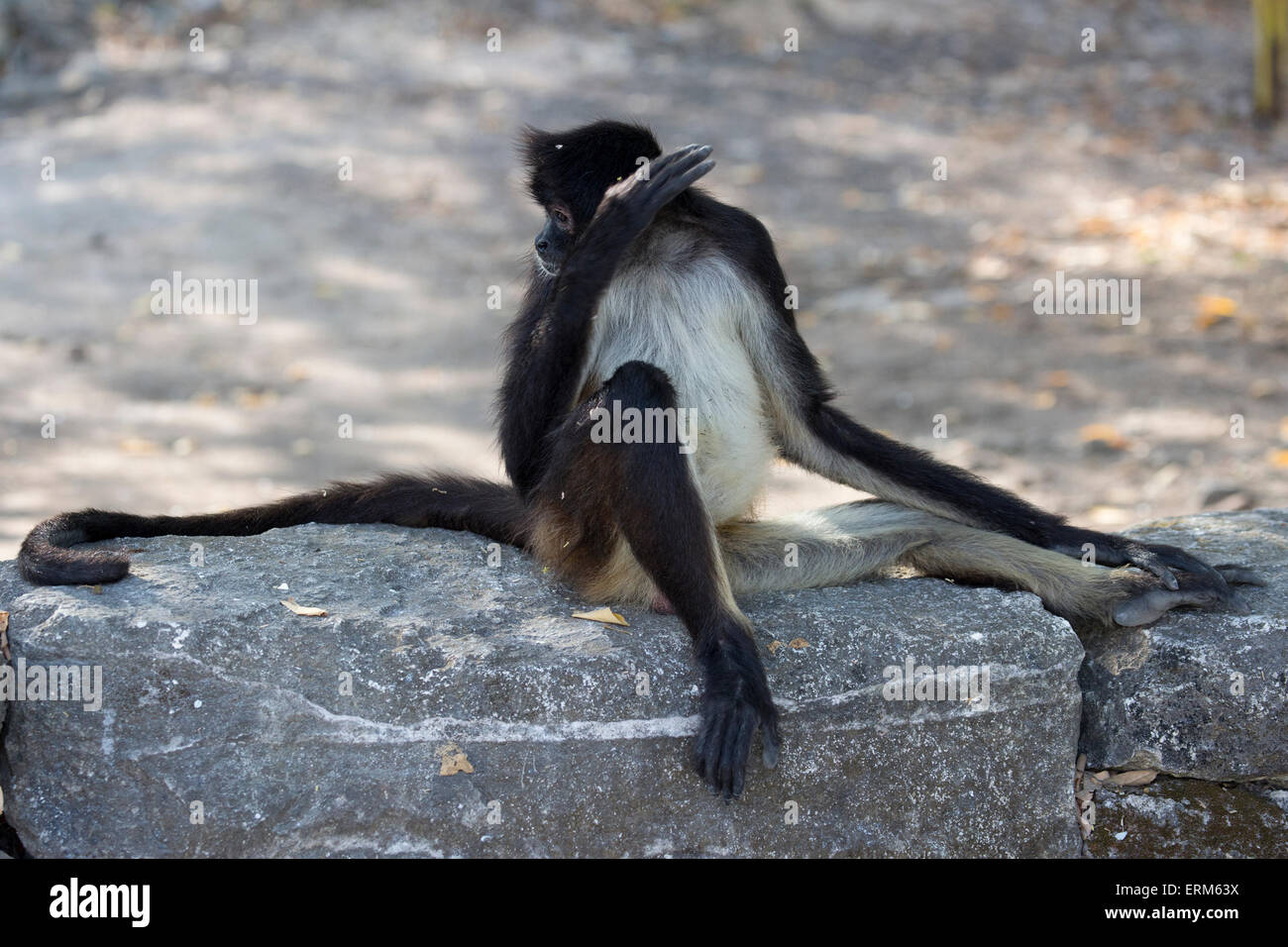 Geoffroy's Spider monkey (Ateles geoffroyi), aka Schwarz Linkshänder Spider Monkey sitzen auf stein Wand Stockfoto