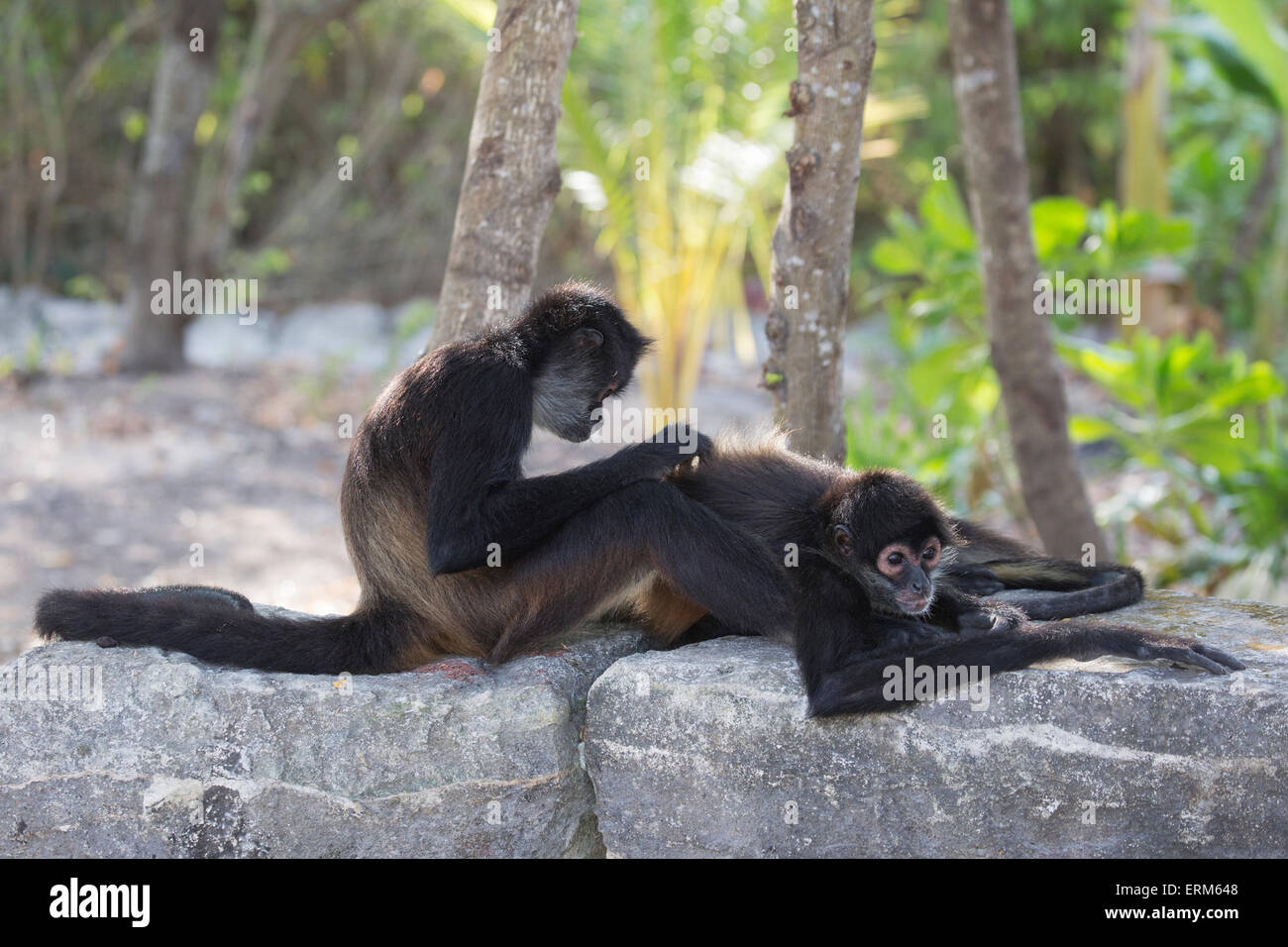 Geoffroys Spinnenaffen (Ateles geoffroyi), auch bekannt als Black-Handed Spider Monkeys, die an einer alten Steinmauer auf der Halbinsel Yucatan in Mexiko aufragen Stockfoto