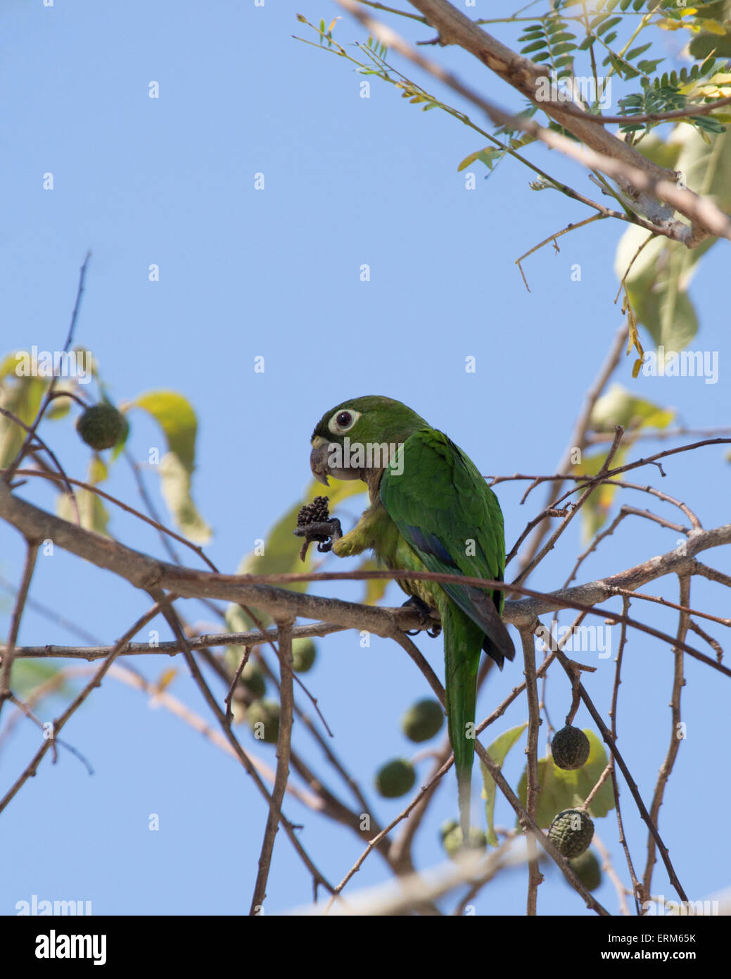 Olivenklauer Sittich (Eupsittula nana), der sich auf einem Samen im Baum ernährt Stockfoto