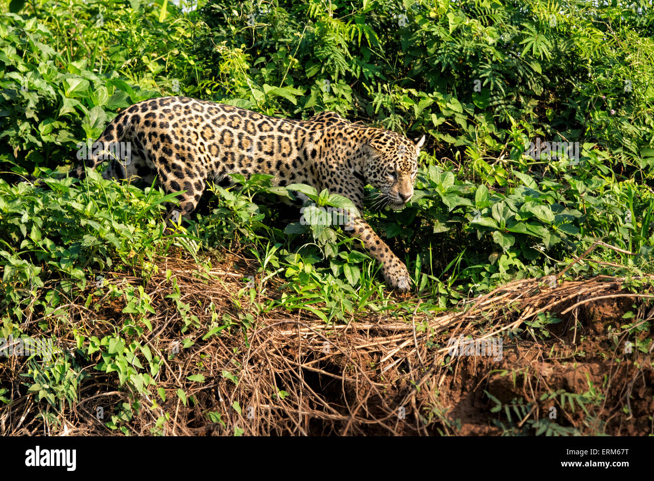 Seitenansicht einer Jaguar-Frau, Panthera onca, jagt entlang eines Flusses im Pantanal, Mato Grosso, Brasilien, Südamerika Stockfoto