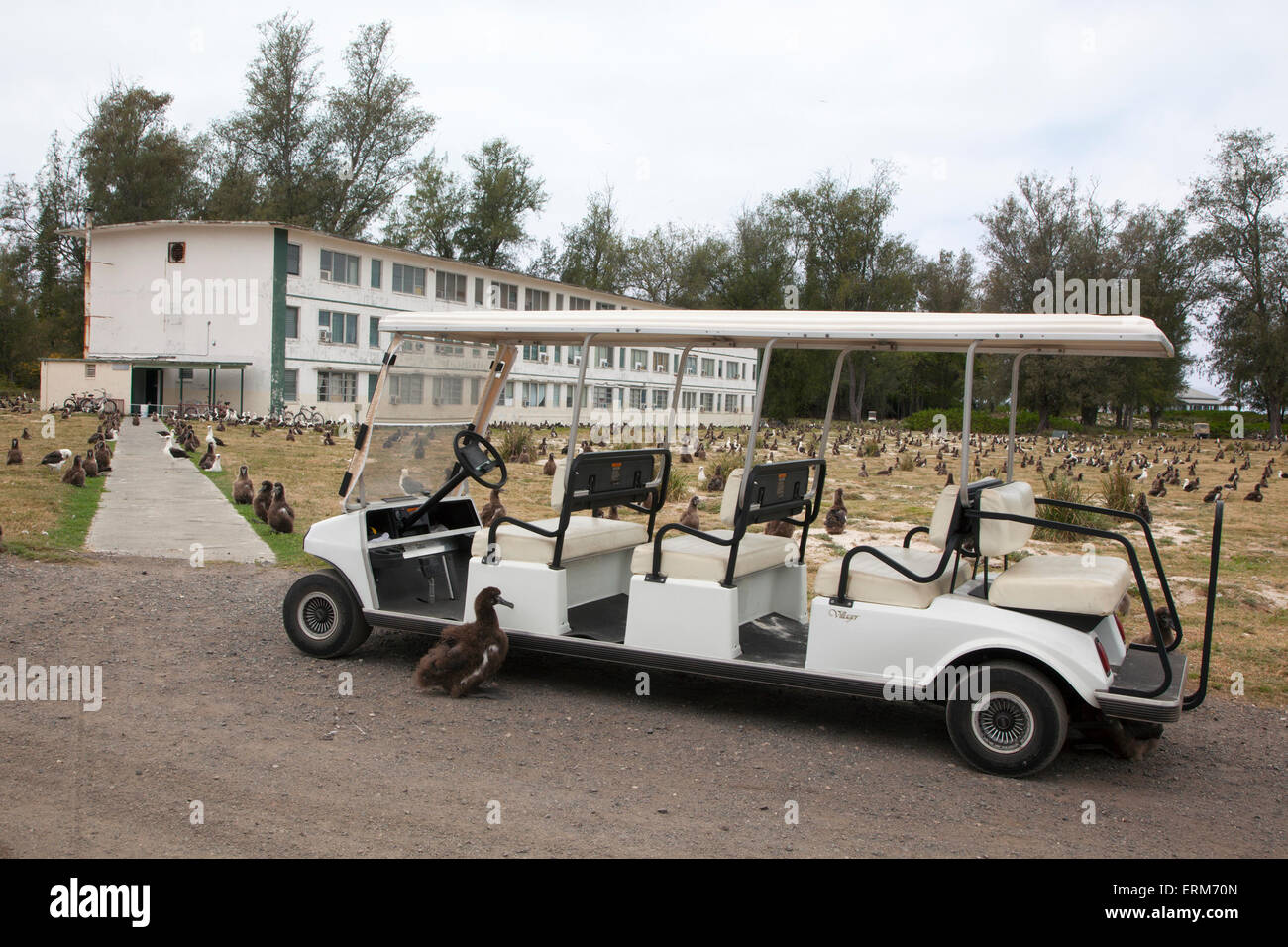 Golfwagen, der als Transport auf dem Midway-Atoll verwendet wird, mit Bravo-Kasernen und Laysan Albatross-Kolonie (Phoebastria immutabilis) Stockfoto