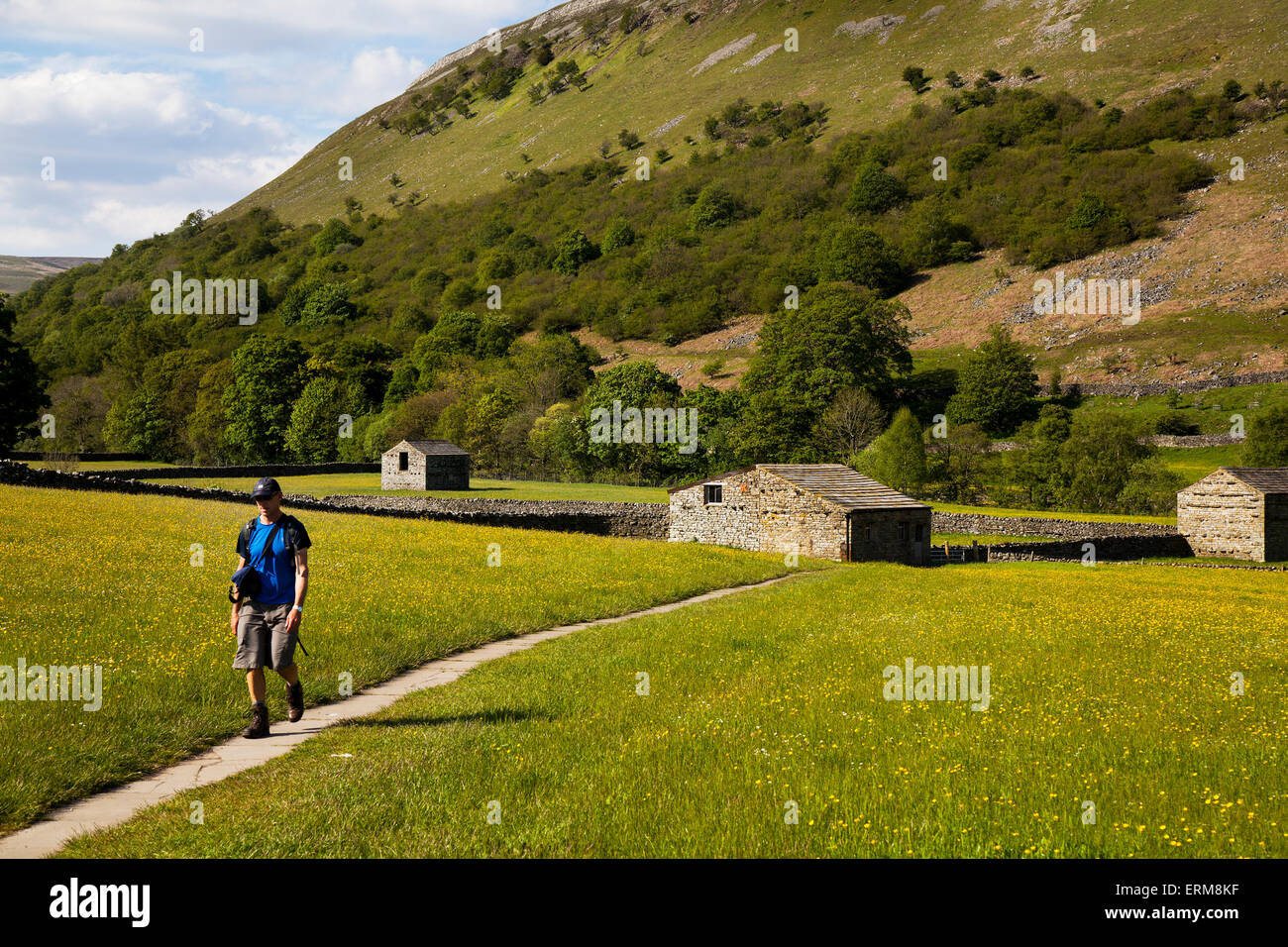 Mann Wanderer in Ackerland Swaledale, Yorkshire, Großbritannien 4. Juni 2015. Swaledale, Yorkshire, Großbritannien 4. Juni 2015. Die blühenden Hay Meadows, Wanderwege und Pfade der Muker yorkshire Dales Landschaft sind ein wenig wie ein ungesungener nationaler Schatz. Wildblumen in dieser Konzentration sind in diesem Land eine Seltenheit. Sie sind das Ergebnis jahrelanger Verwaltung von den lokalen Dales Bauern, die die Felder schneiden zurück am Ende Juni (in der Regel), Futter für ihre Tiere im Winter zu liefern, werden diese Felder immer spektakulärer jedes Jahr. Stockfoto