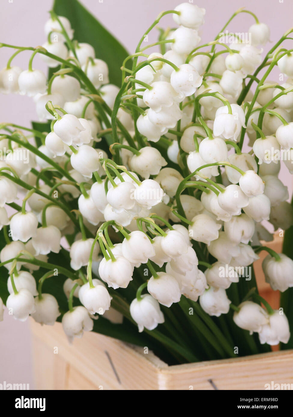 Maiglöckchen Blumen Stockfoto