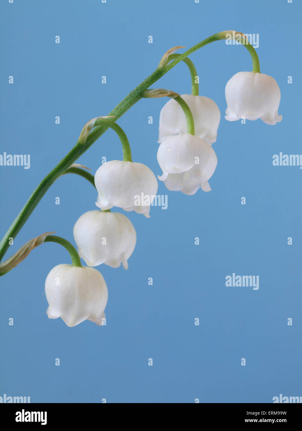 Maiglöckchen Blumen Stockfoto