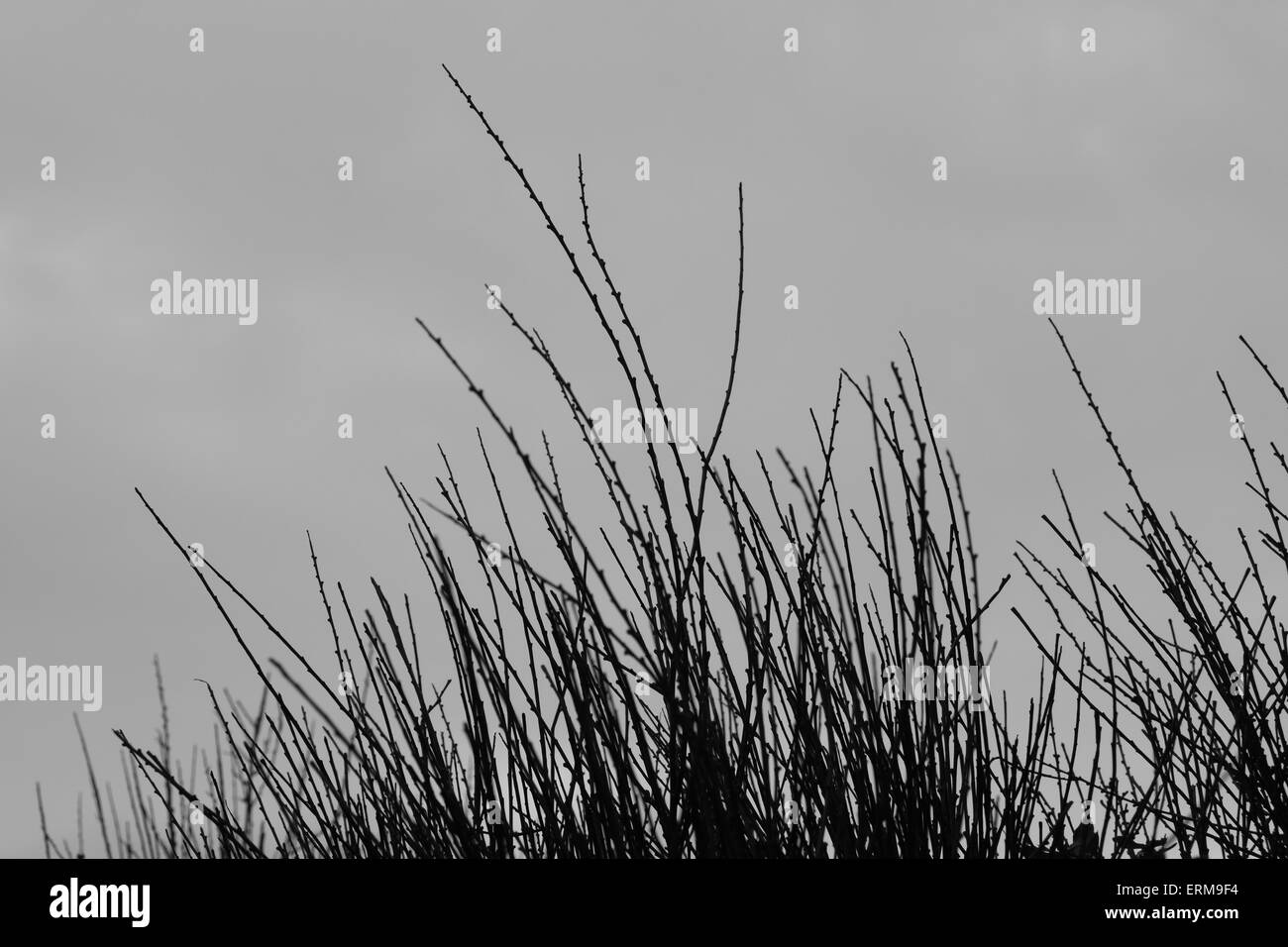 Pflanze Zweige Silhouette und grau bedecktem Himmelshintergrund. Schwarz und weiß. Stockfoto