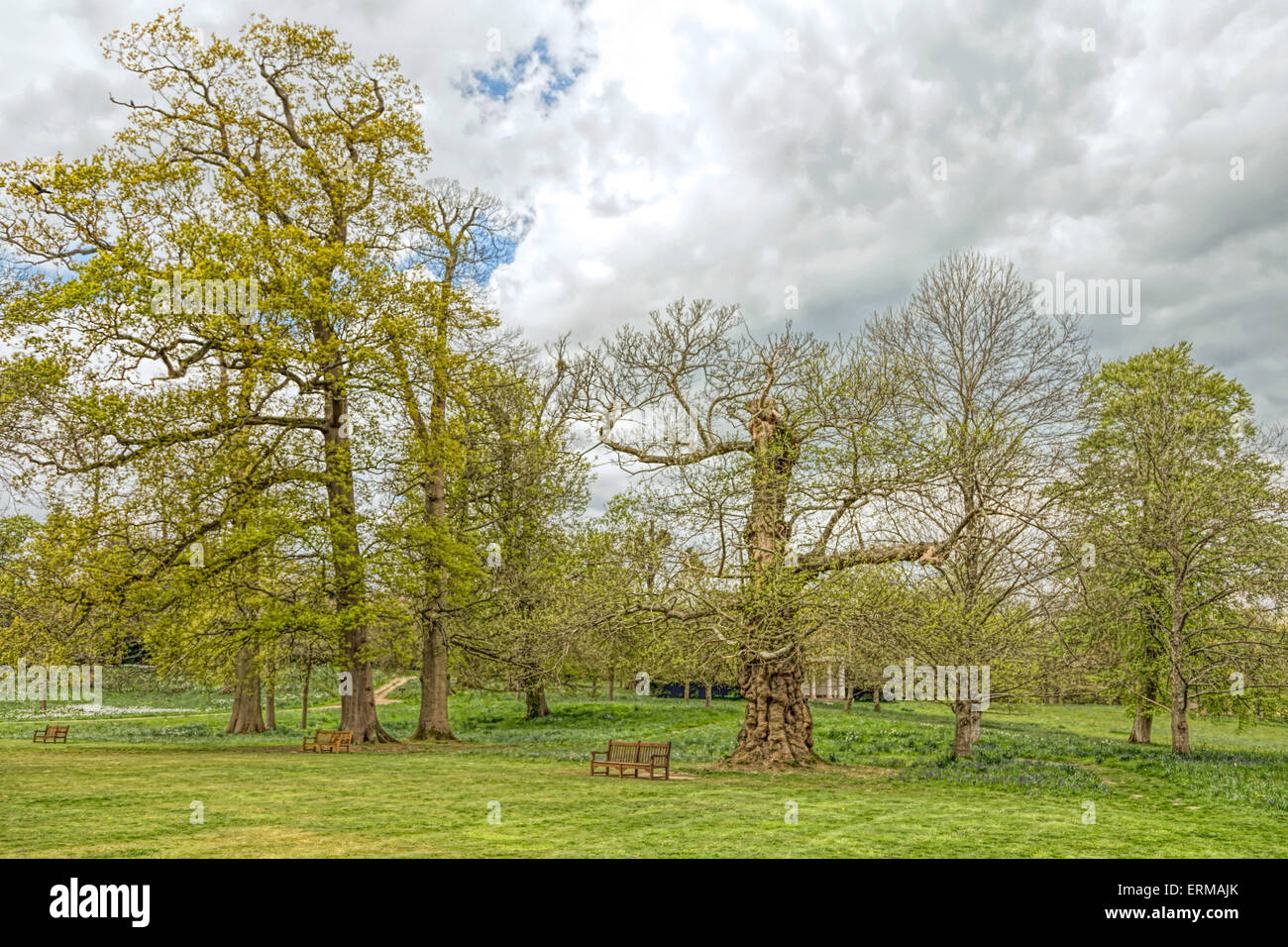 Üppiger Vegetation im Frühjahr in Petworth House und Pleasure Grounds, landschaftlich von Capability Brown in West Sussex, England, UK. Stockfoto