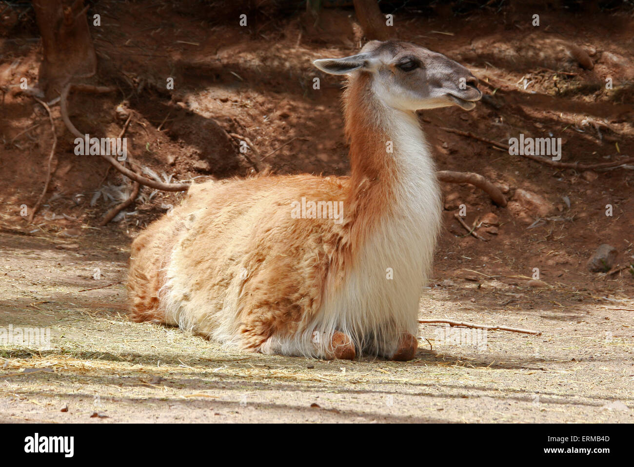 Guanako, Lama Guanicoe Camelidae. Das Guanaco ist eine Kameliden Südamerika heimisch. Stockfoto