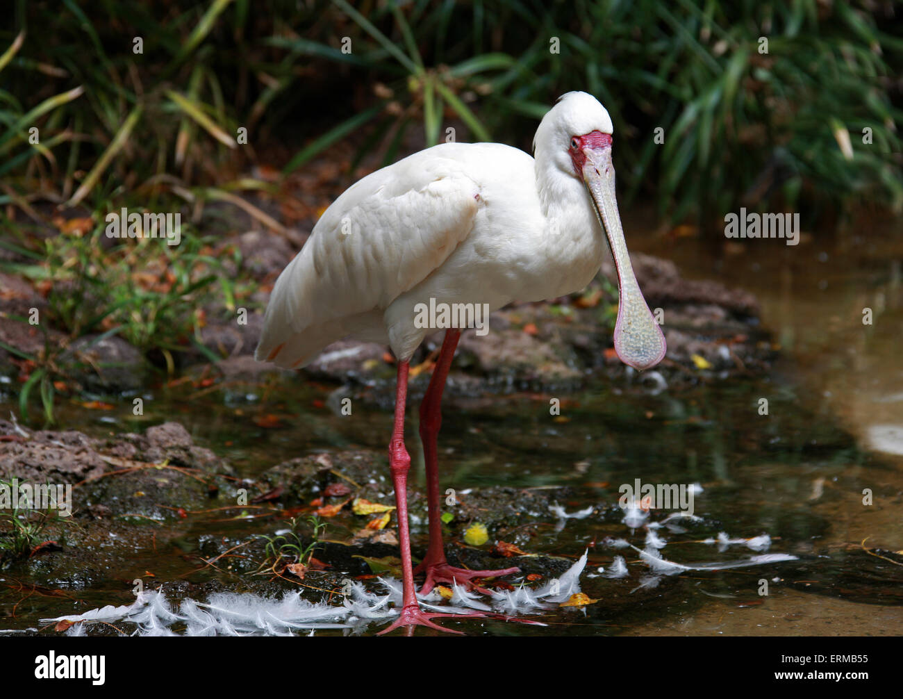 Afrikanischer Löffler, Platalea Alba Threskiornithidae. Im südlichen Afrika und Madagaskar verbreitet. Stockfoto