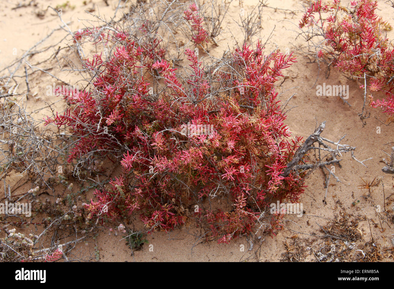 Shrubby Sea-Blite oder Alkali-Seepweed, Suaeda Vera, Amaranthaceae. Salzwerk widerstandsfähig, NP Corralejo, Fuerteventura, Kanaren. Stockfoto