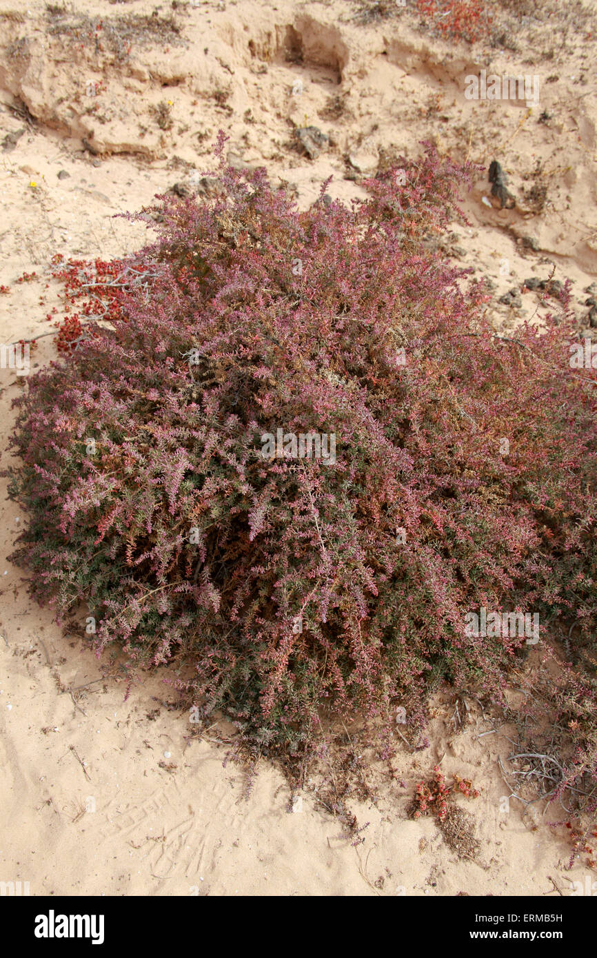 Shrubby Sea-Blite oder Alkali-Seepweed, Suaeda Vera, Amaranthaceae. Salzwerk widerstandsfähig, NP Corralejo, Fuerteventura, Kanaren. Stockfoto