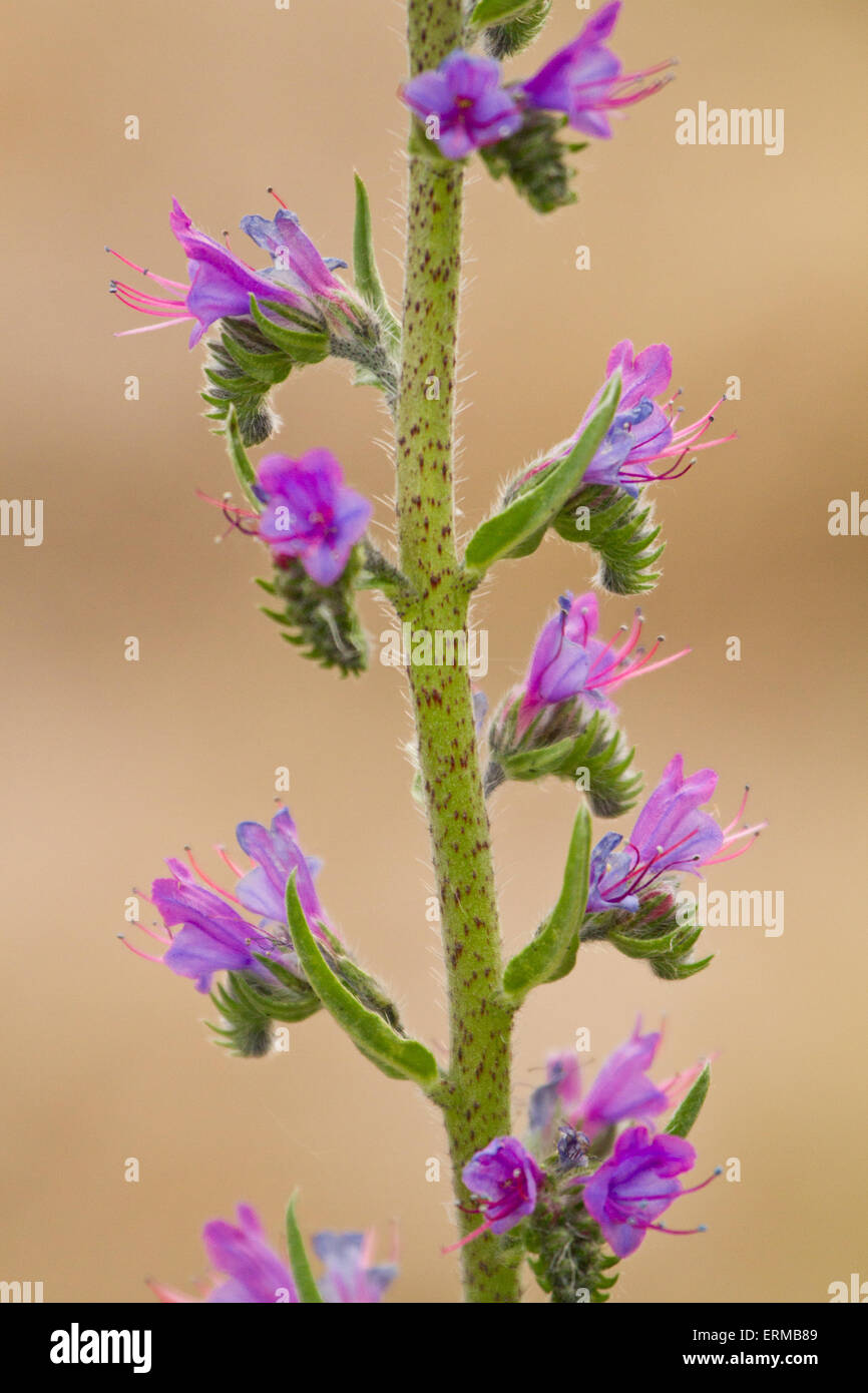 Nahaufnahme, Viper's Bugloss Blumen Stockfoto